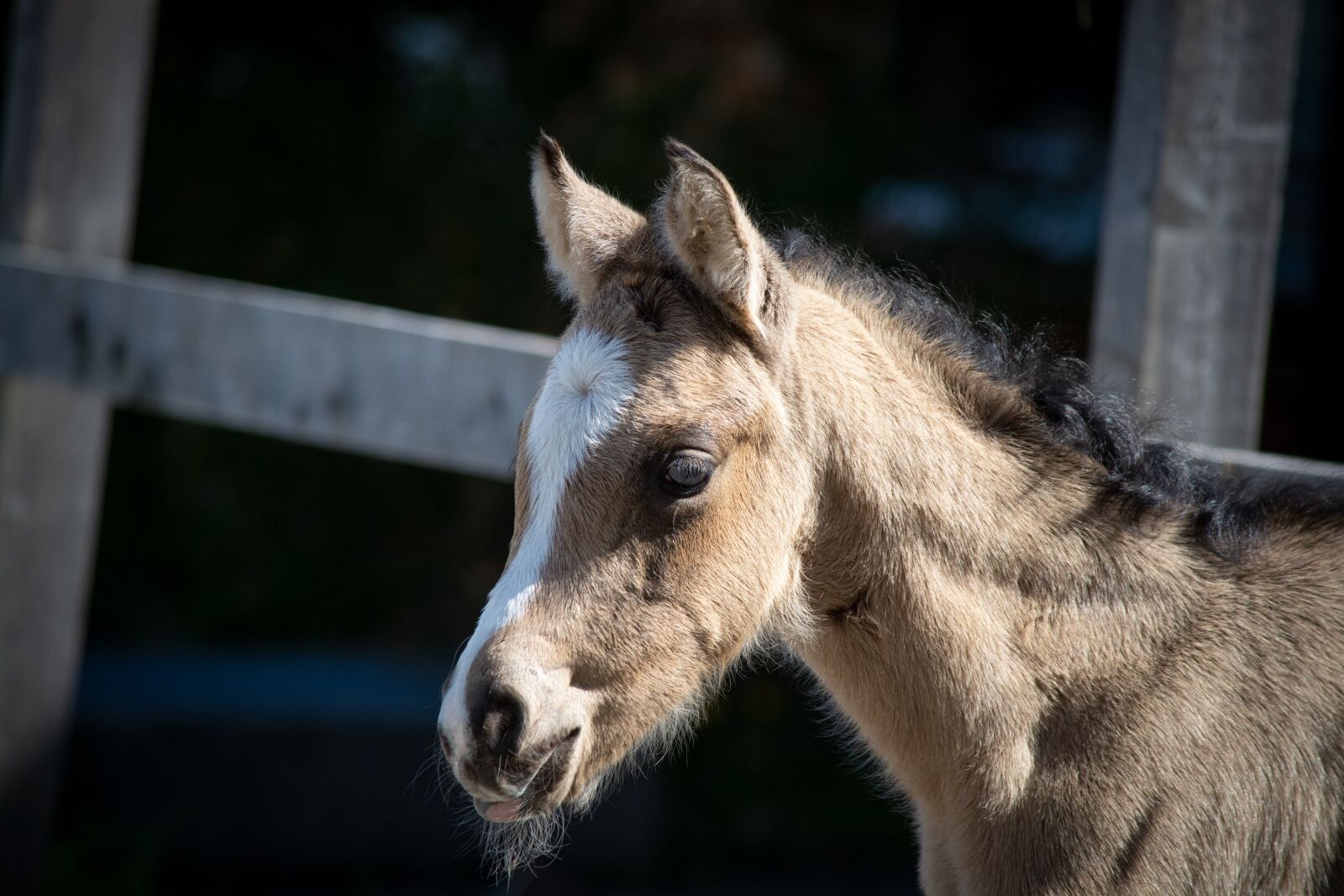 Nikon D7100 sample photo. Foal, horse, pony photography