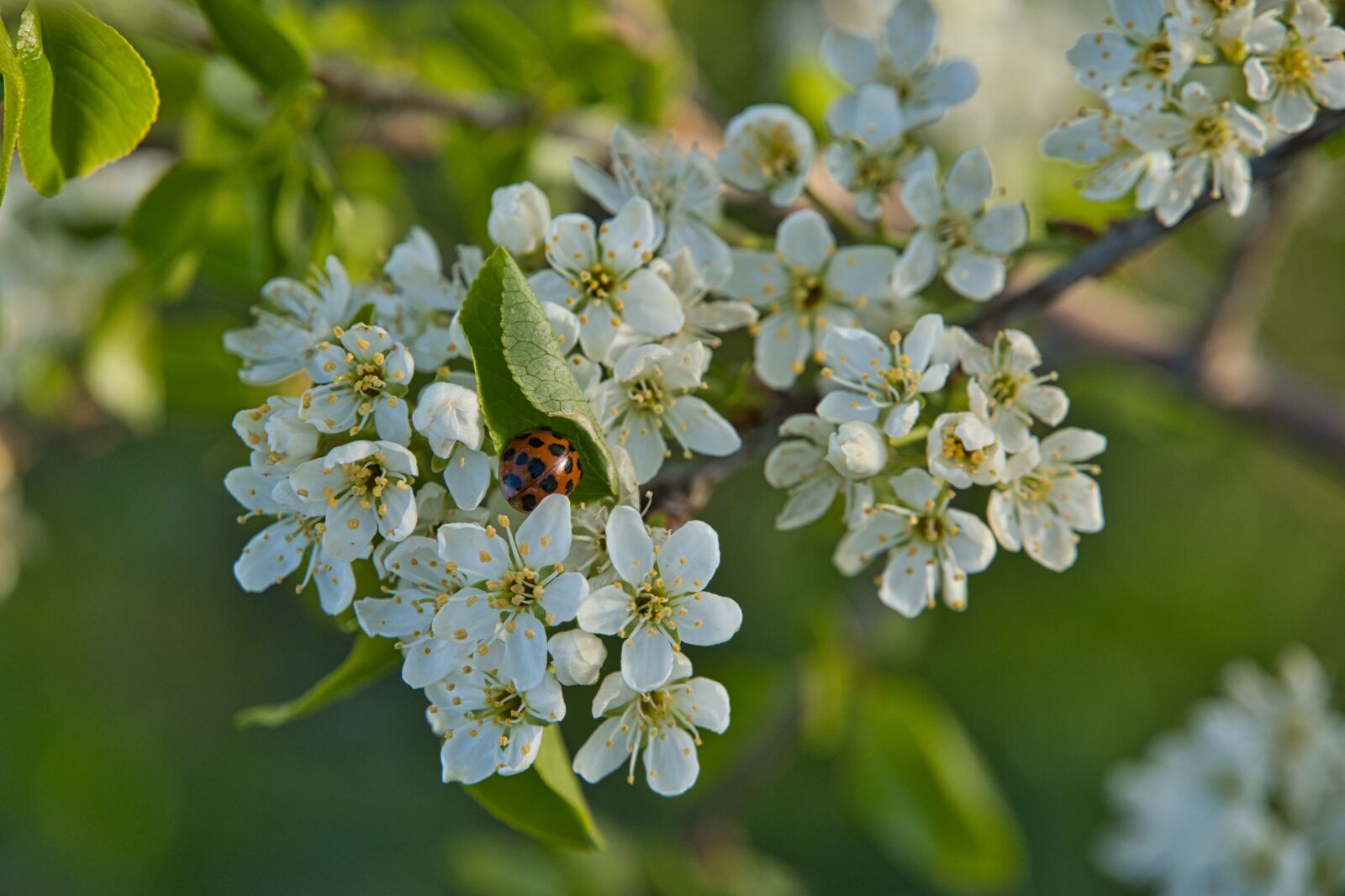Sony a6400 sample photo. Flowers, bush, spring photography