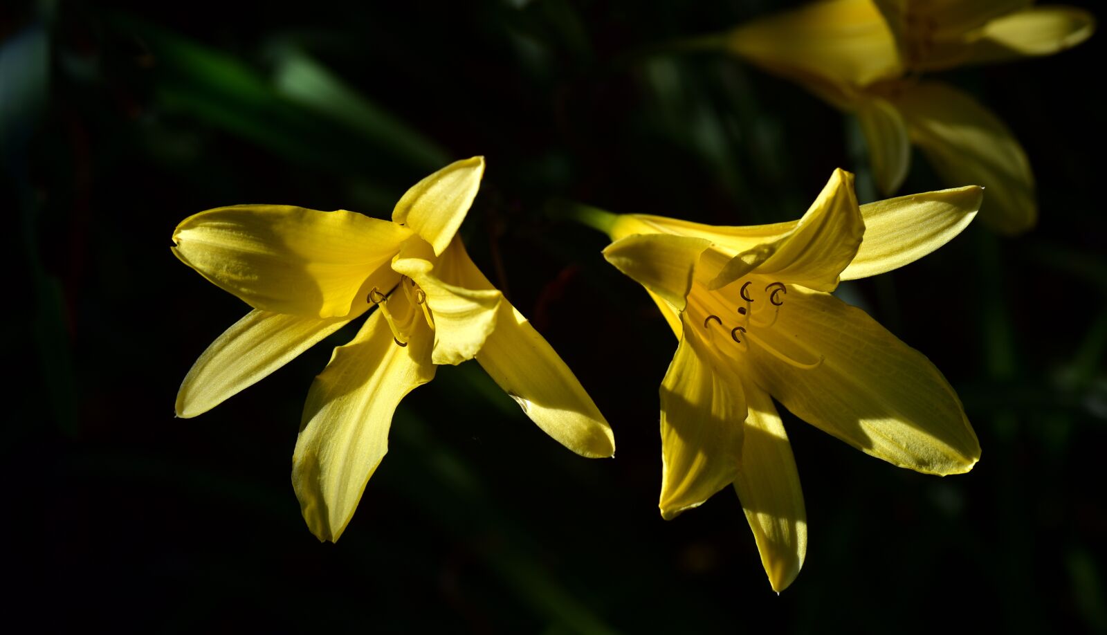 Nikon D750 sample photo. Lilies, yellow, flowers photography