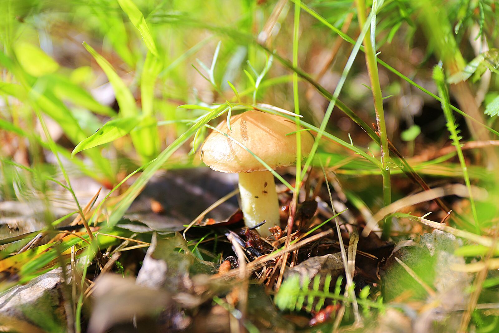 Canon EOS 6D + Canon EF 17-40mm F4L USM sample photo. Mushrooms, greasers, forest photography