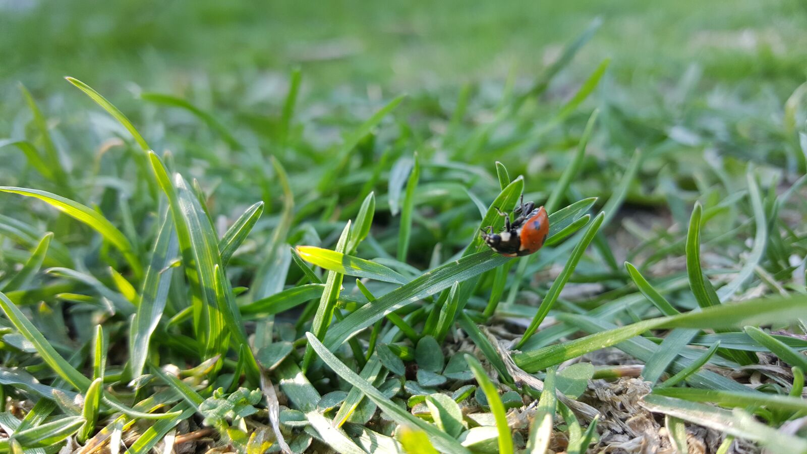 Samsung Galaxy S6 sample photo. Ladybug, beautiful, summer photography