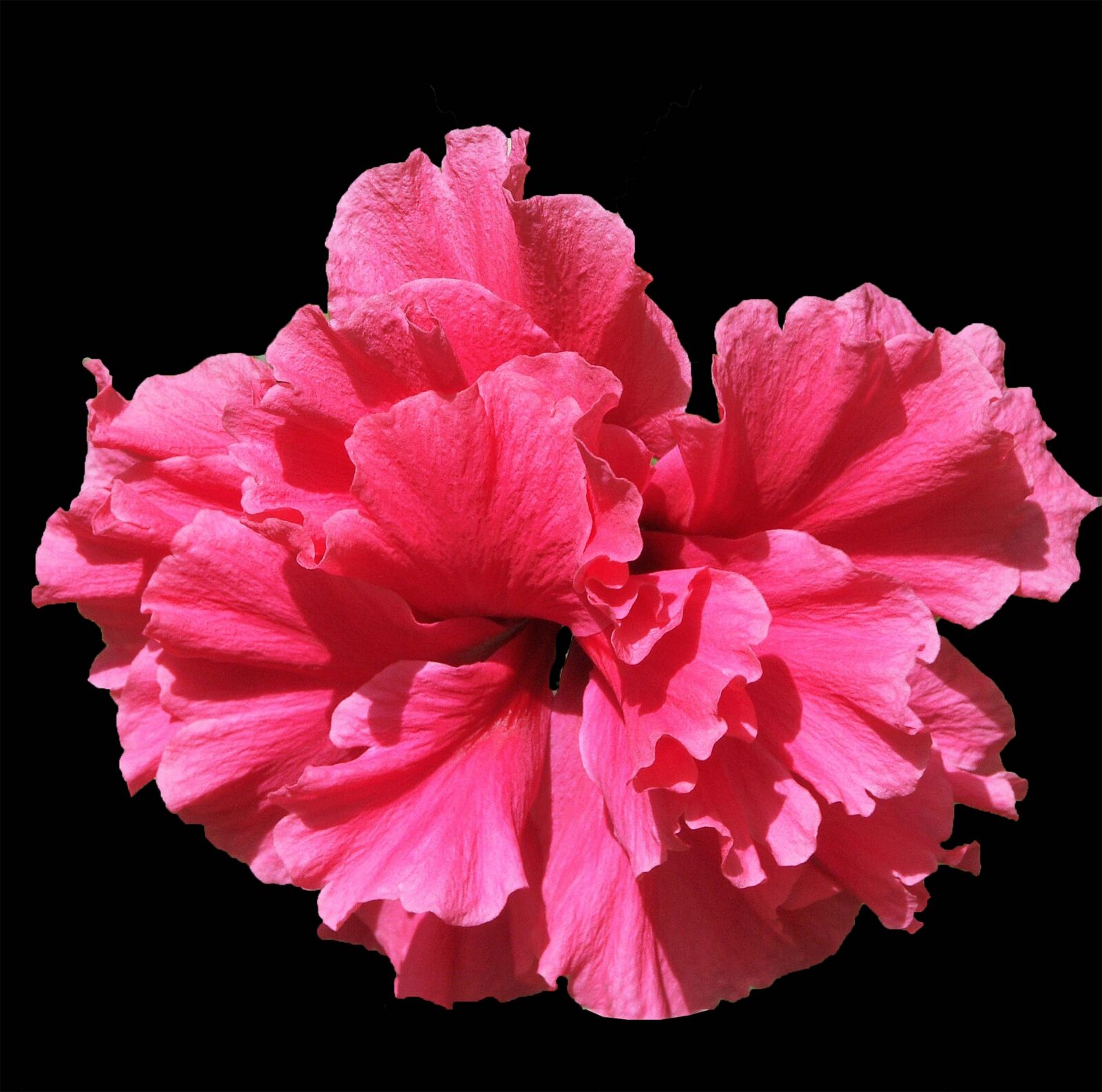 KONICA MINOLTA DiMAGE 7Hi sample photo. Flower, pink, nature photography