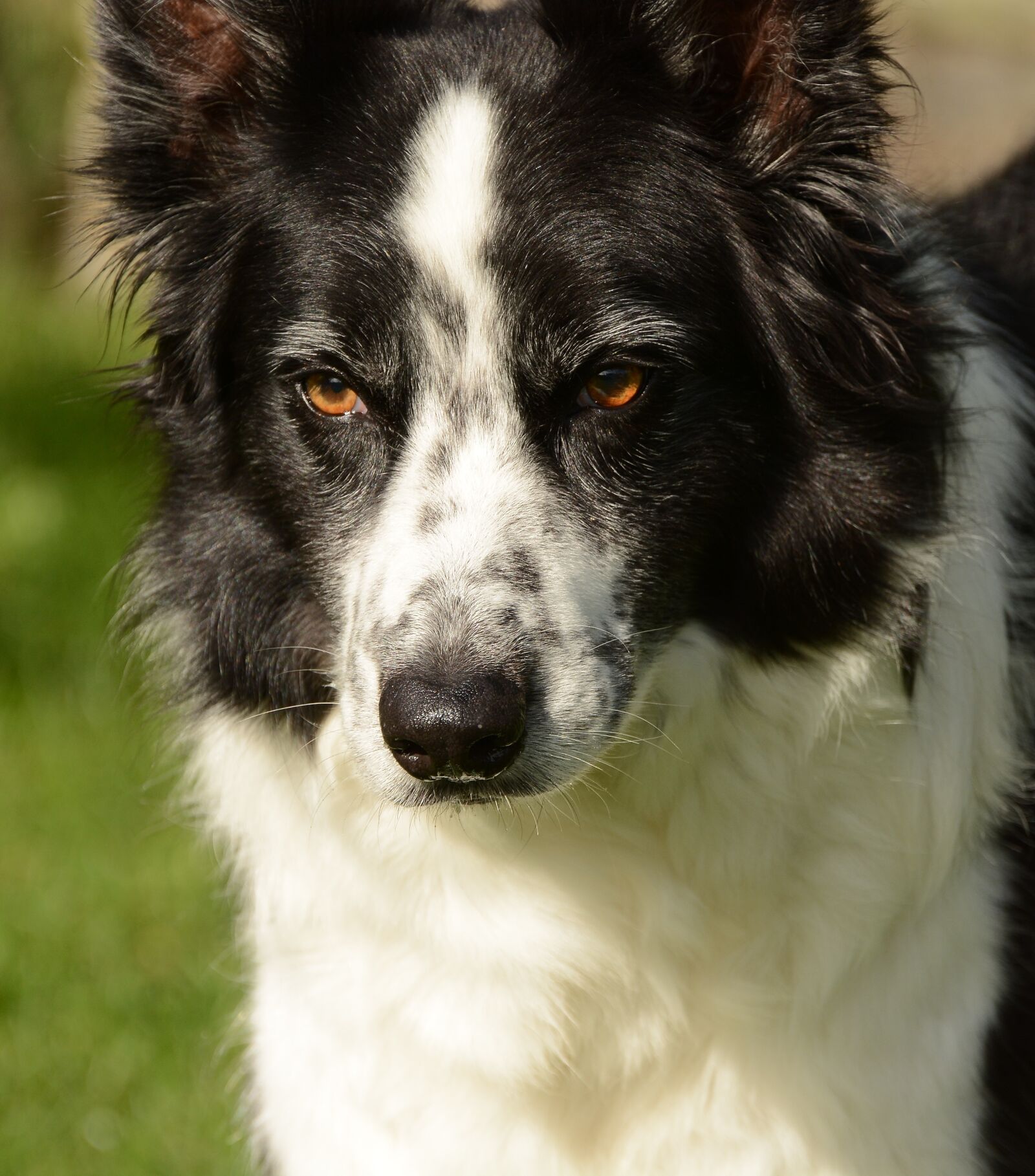 Nikon D7100 sample photo. Collie, dog, animal photography