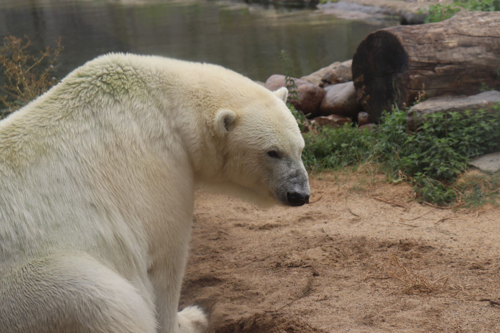 Canon EOS 200D (EOS Rebel SL2 / EOS Kiss X9) sample photo. Polar bear, zoo, animals photography