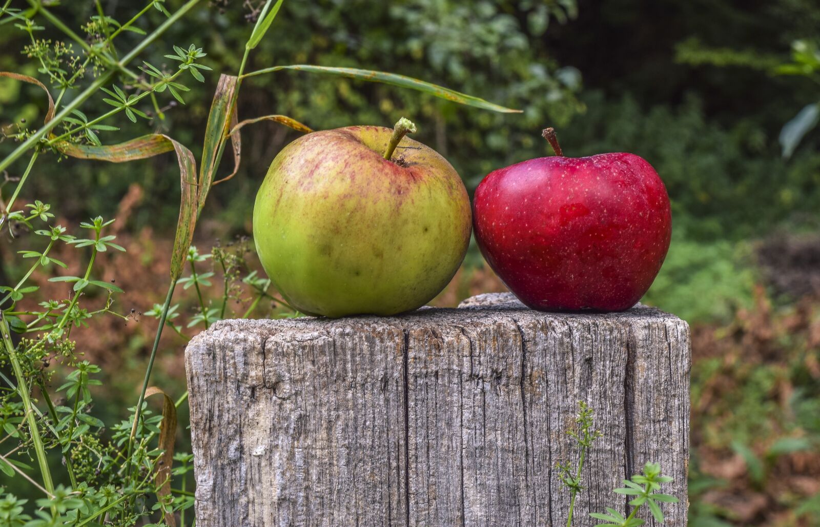 Nikon D3300 sample photo. Apple, fruit, fresh photography