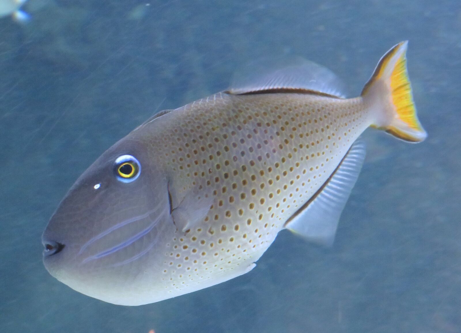 Canon PowerShot SX540 HS sample photo. Fish, aquarium, water photography