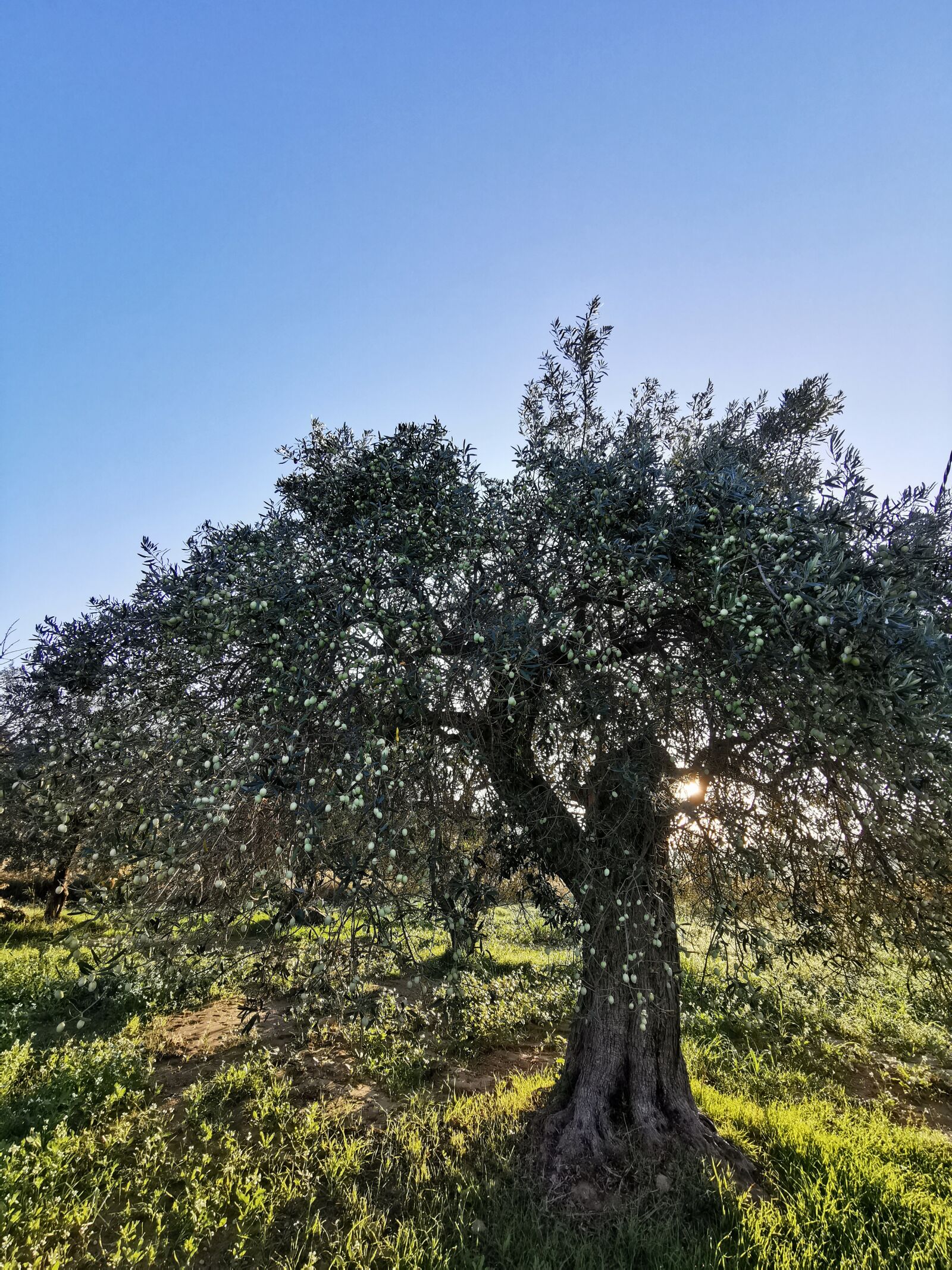 HUAWEI P30 Pro sample photo. Olive grove, harvesting olives photography
