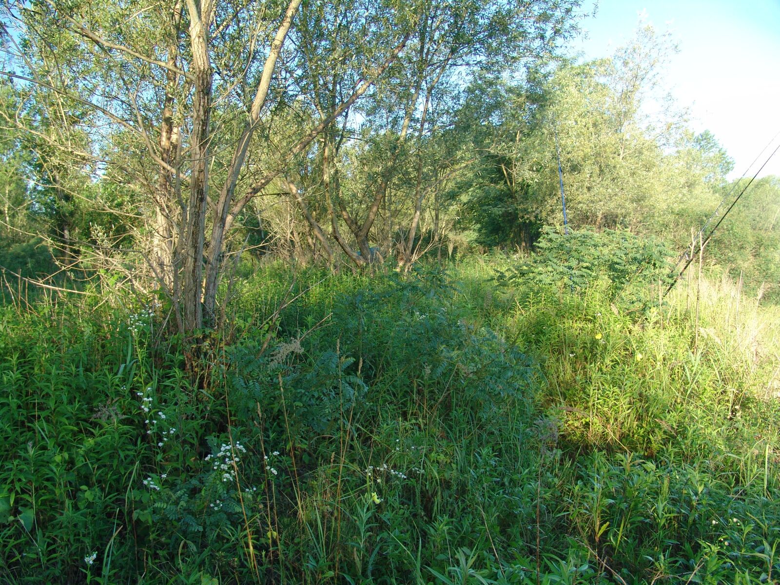 Sony DSC-F828 sample photo. Dawn, island, drava photography
