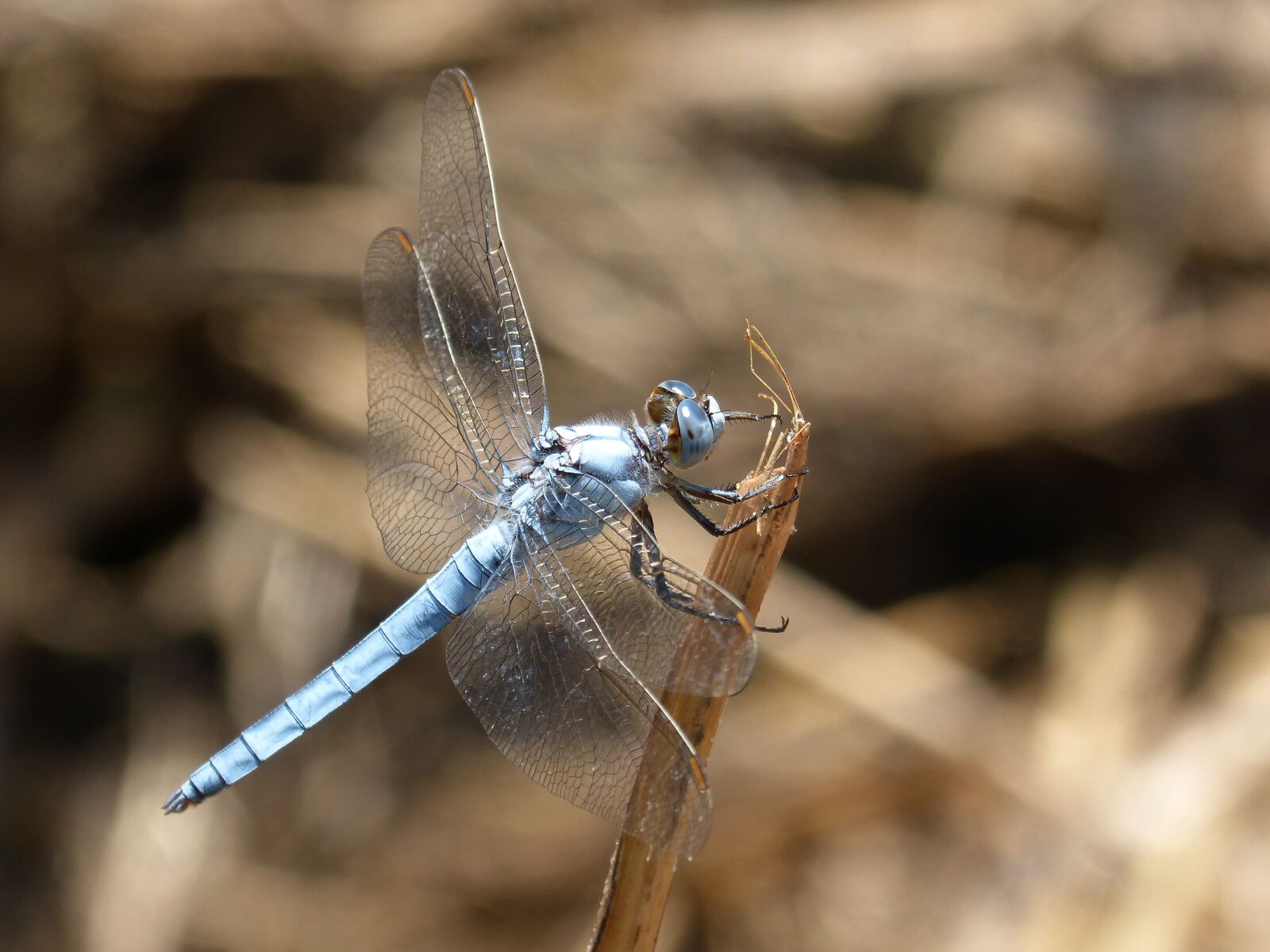 Panasonic DMC-FZ62 sample photo. Blue dragonfly, stem, wetland photography
