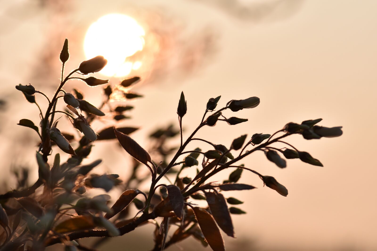 Nikon D5500 sample photo. Amelanchier, tree, flowers photography