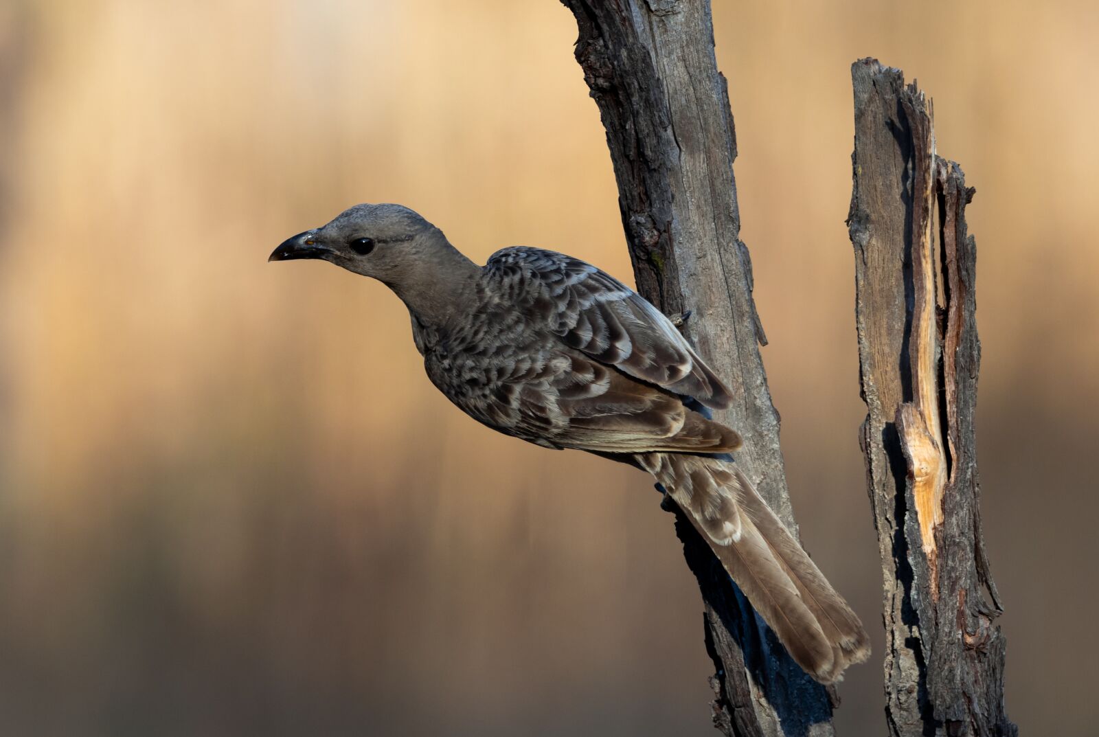 Canon EOS 80D sample photo. Birds, wildlife, nature photography
