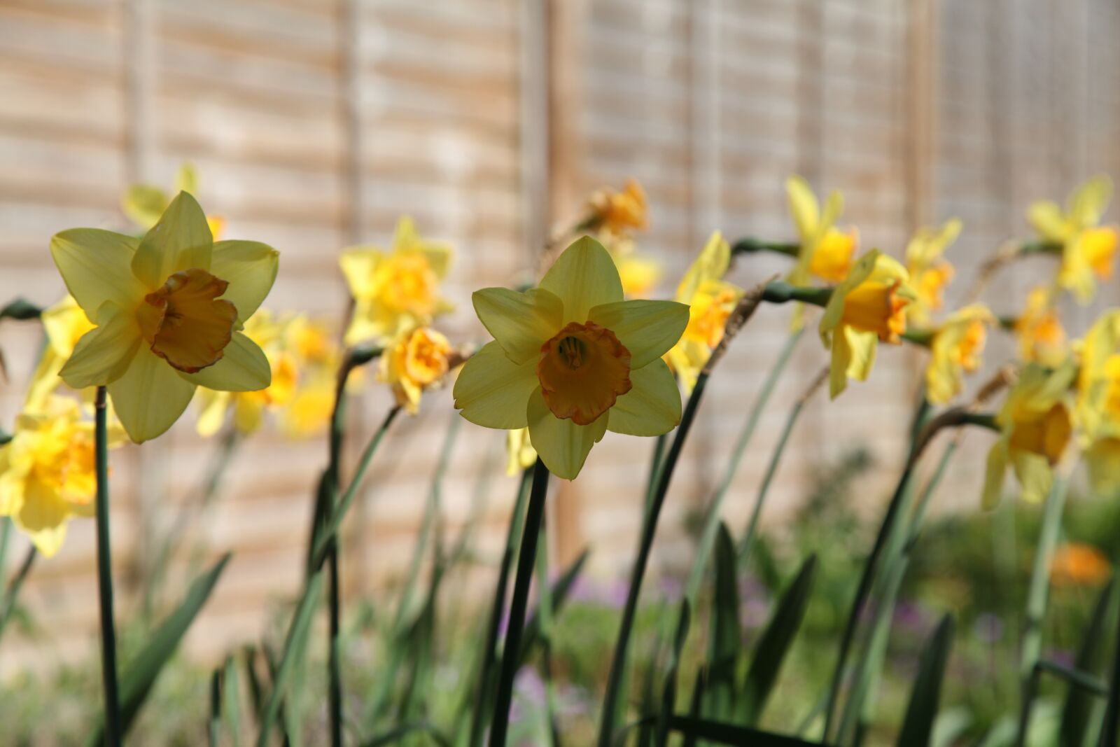 Canon EOS 5D Mark II sample photo. Daffodils, gardening, garden photography