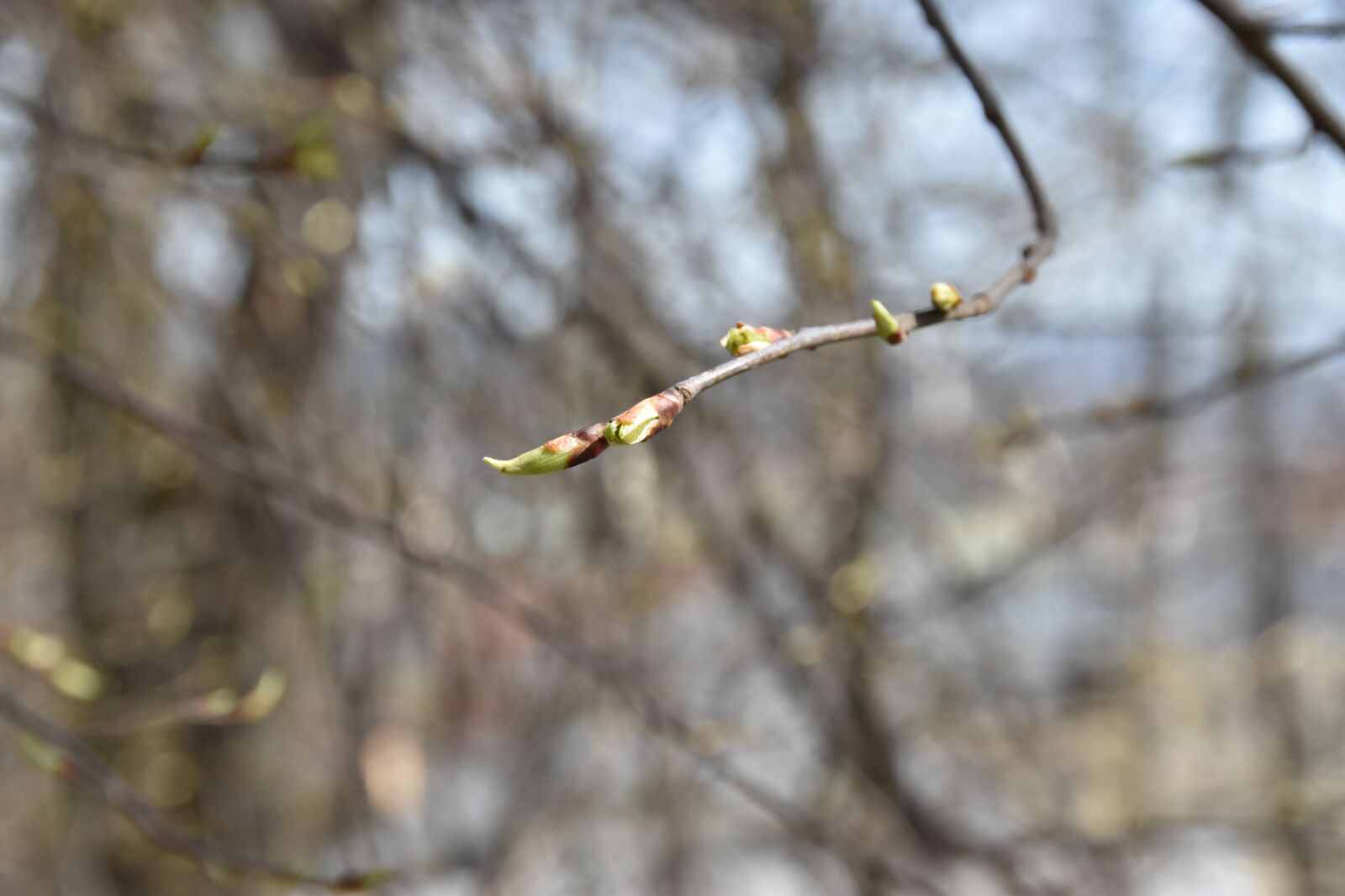 Nikon D5500 sample photo. Tree, nature, branch photography