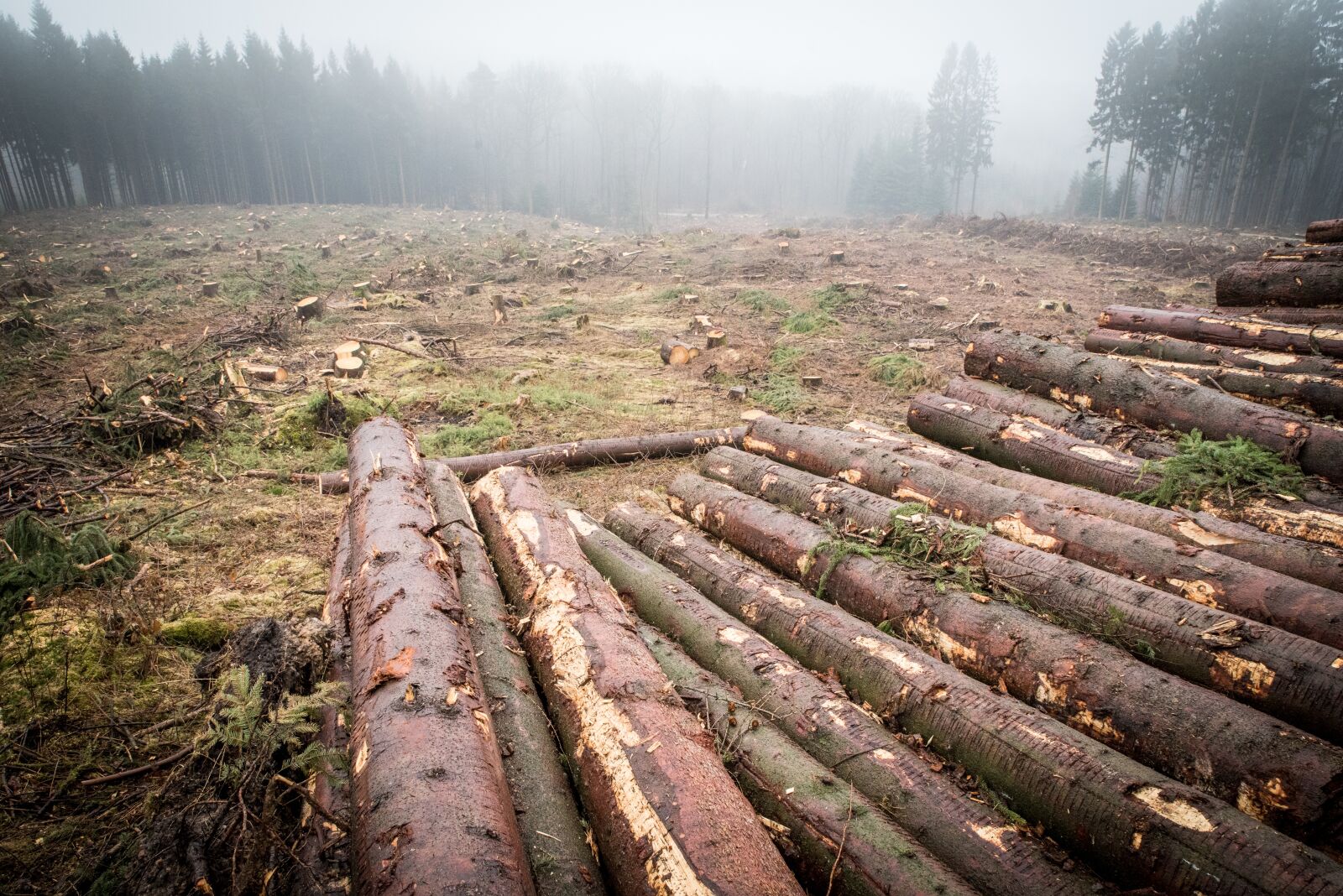 Nikon D750 sample photo. Log, wood, forest photography