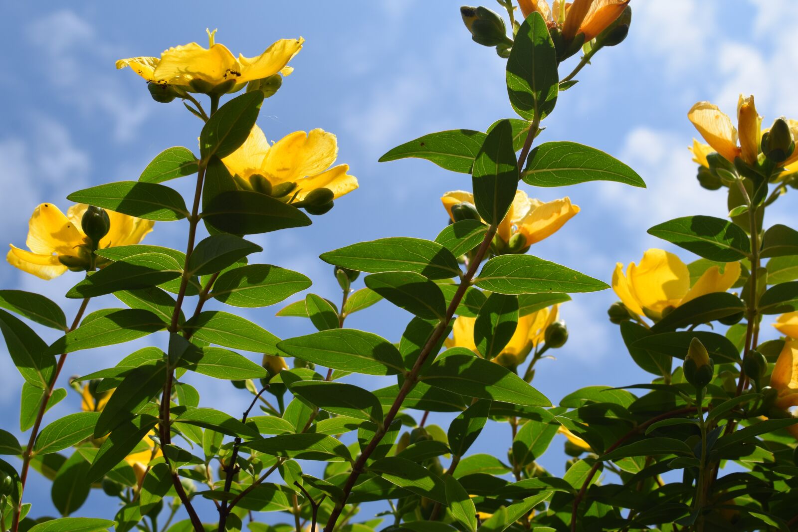 Nikon D3300 sample photo. Flowers, growing, yellow photography
