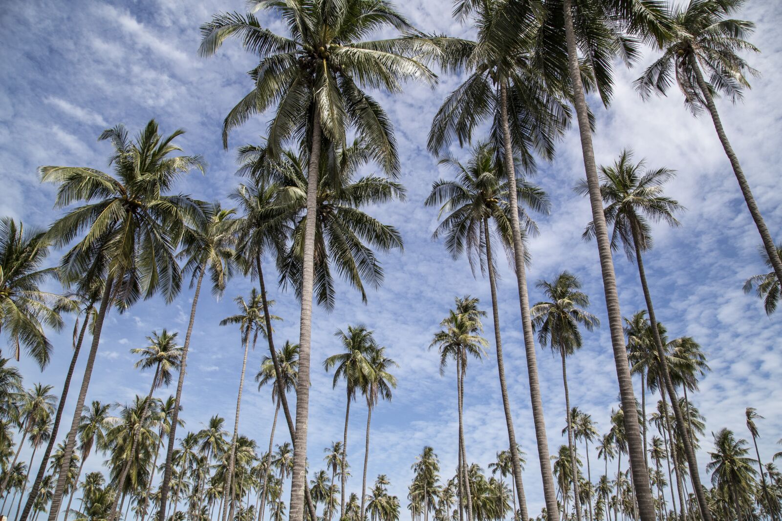 Canon EOS 6D + Canon EF 24-105mm F4L IS USM sample photo. Palm, tree, trees photography