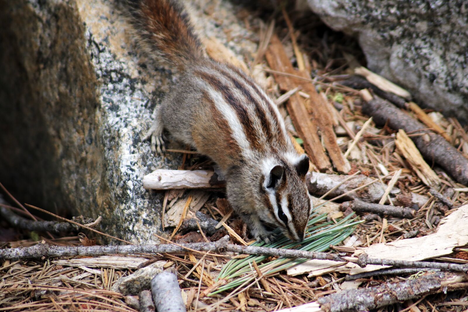 Canon EOS 750D (EOS Rebel T6i / EOS Kiss X8i) sample photo. Nature, outdoor, adventure photography