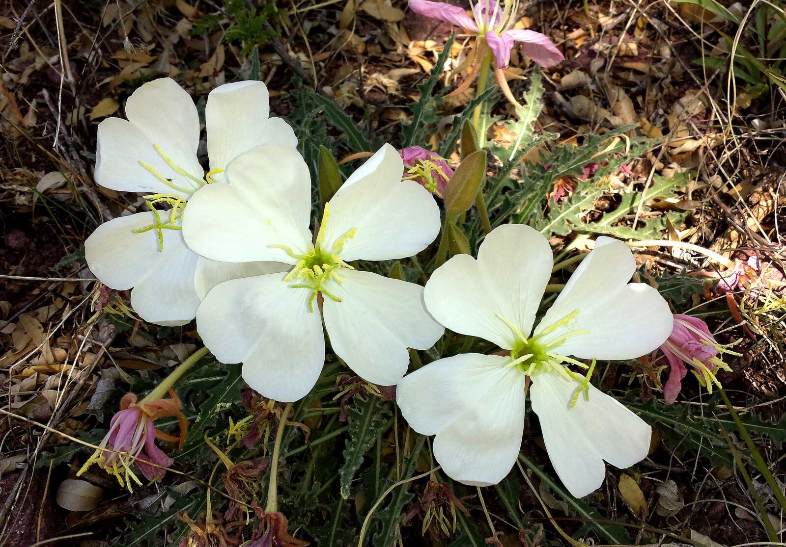 Samsung Galaxy S4 sample photo