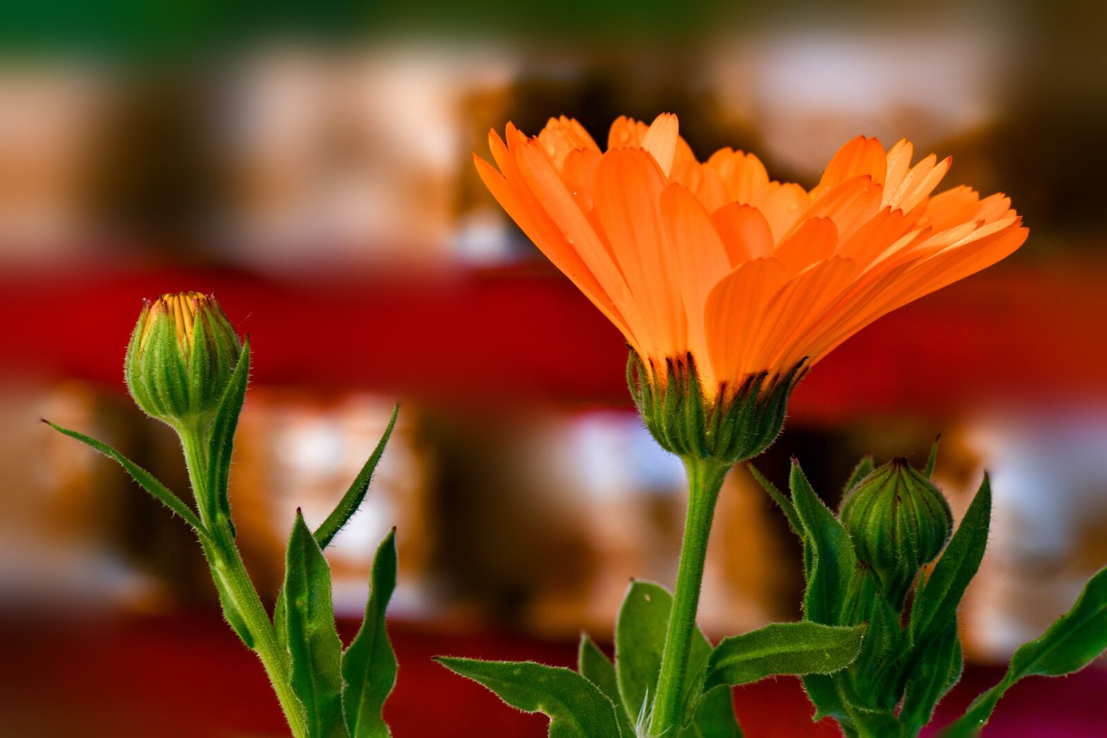 Nikon D850 sample photo. Flower, margaret, nature photography