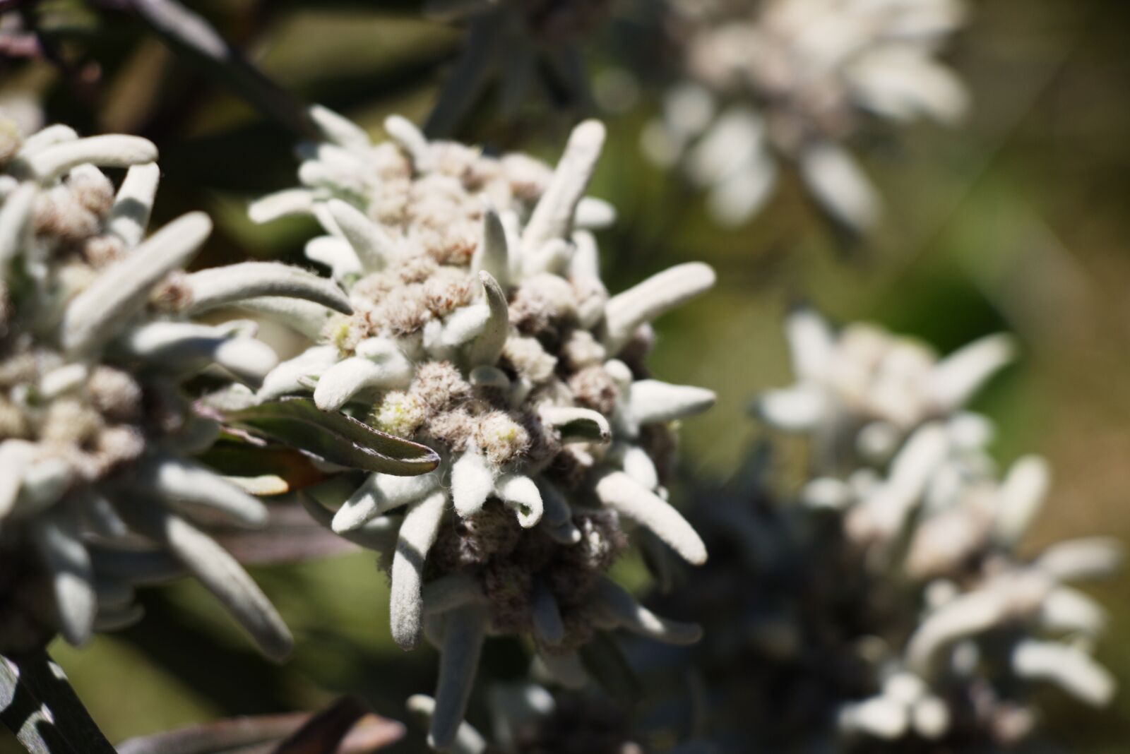Canon EOS 750D (EOS Rebel T6i / EOS Kiss X8i) sample photo. Edelweiss, alpine, nature conservation photography