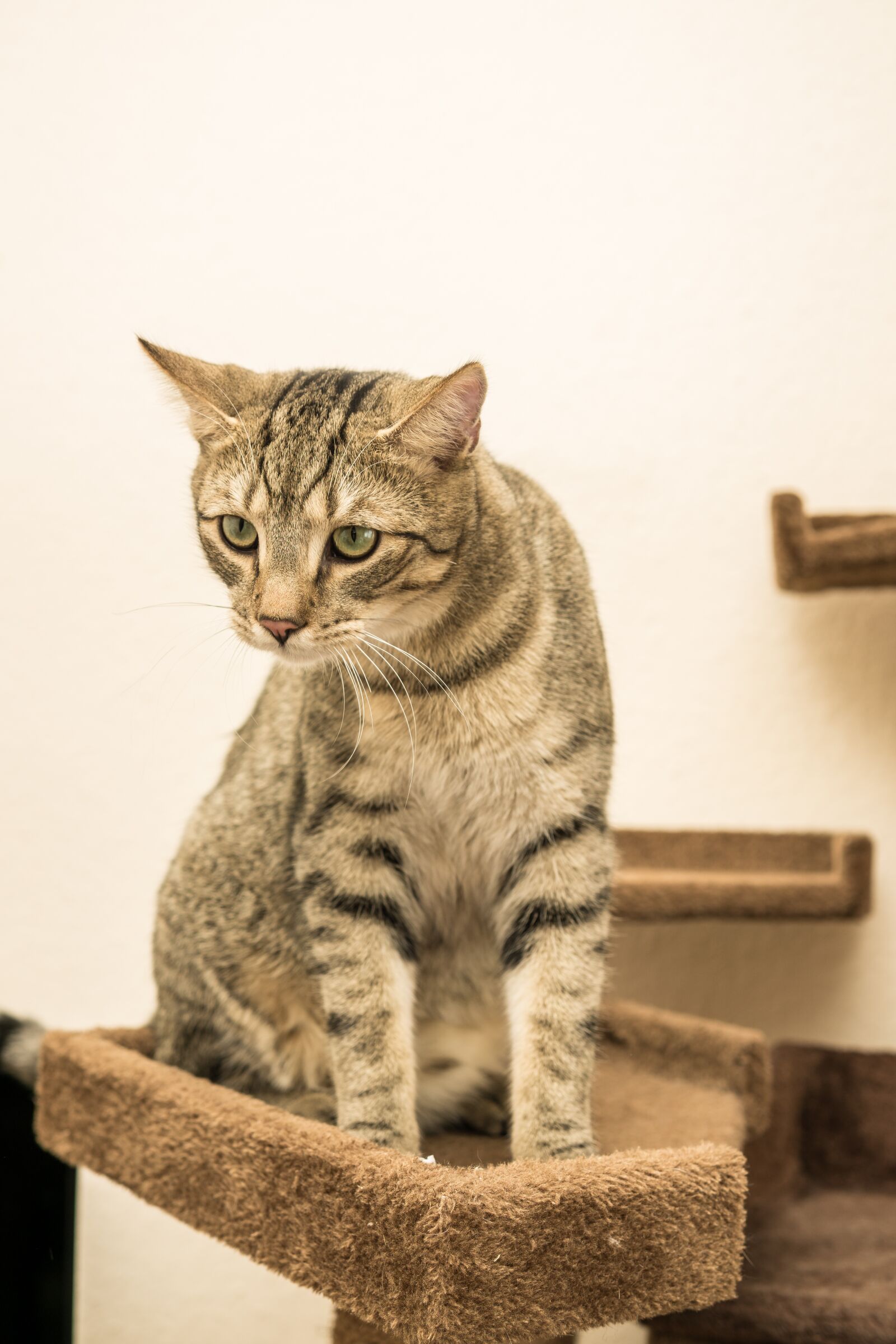 30mm F1.4 DC DN | Contemporary 016 sample photo. Cat, european shorthair, race photography