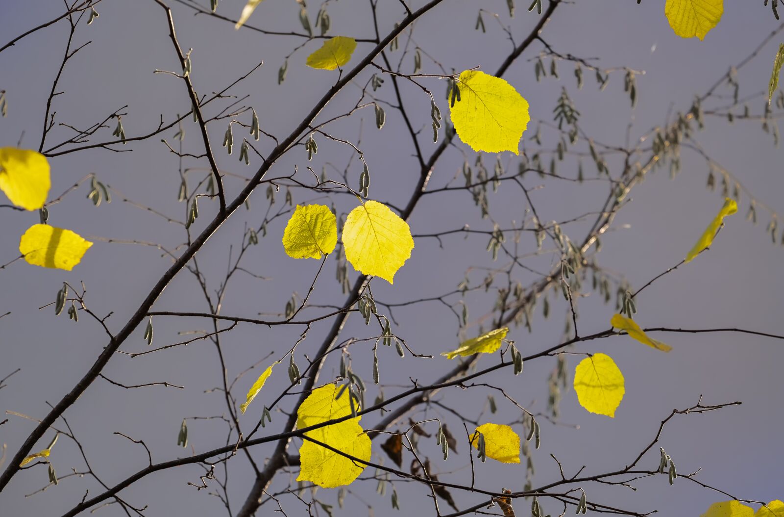 Fujifilm X-T30 + Fujifilm XF 55-200mm F3.5-4.8 R LM OIS sample photo. Birch, fall leaves, autumn photography