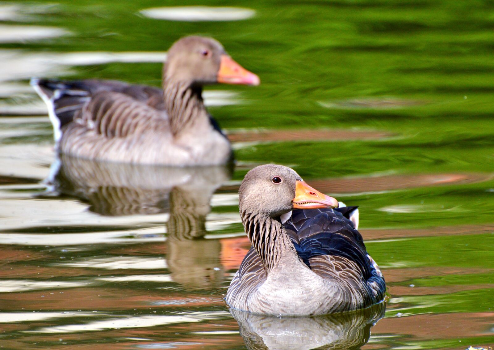 Nikon D3200 sample photo. Wild goose, goose, bird photography