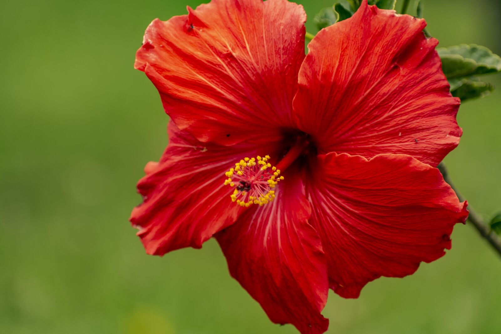 Nikon D600 sample photo. Nature, flower, bella photography