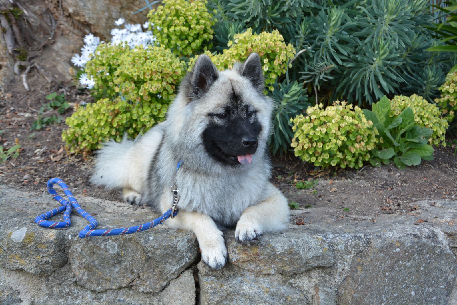 Nikon D5200 sample photo. Dog, bitch nova, dog photography