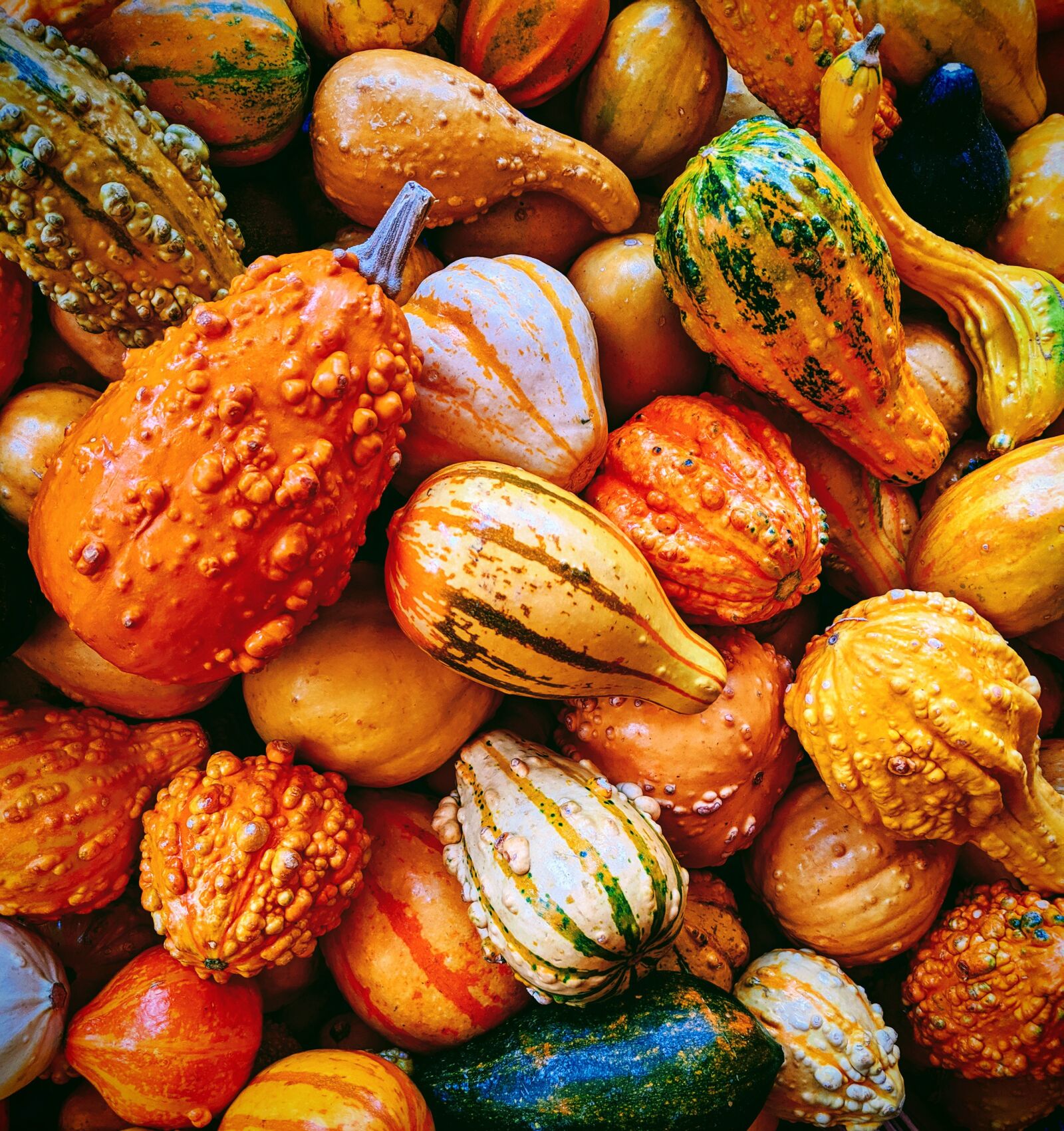 Google Pixel 3 XL sample photo. Gourds, autumn, fall photography