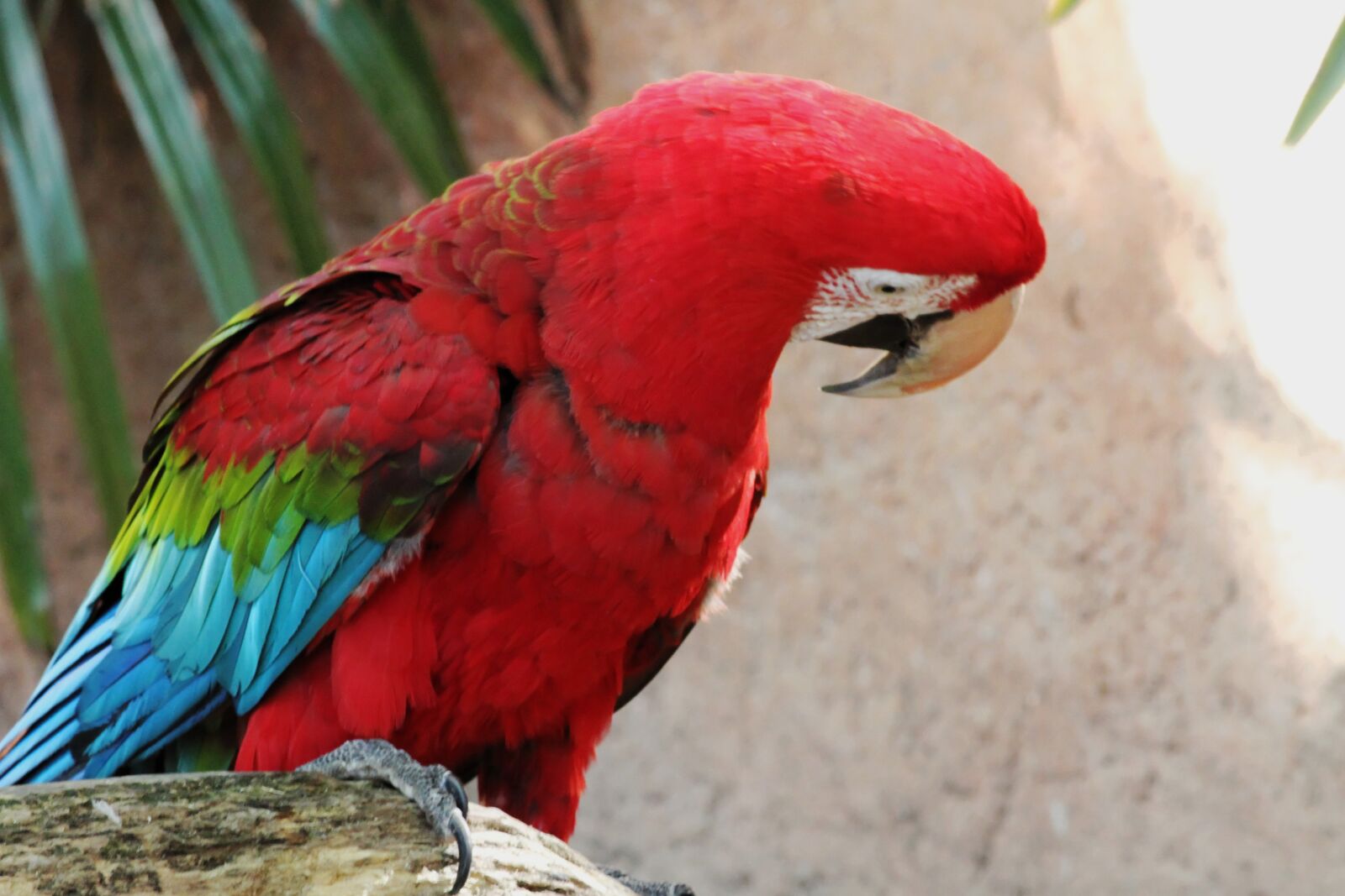Canon EOS 7D sample photo. Bird, wing, parrot photography