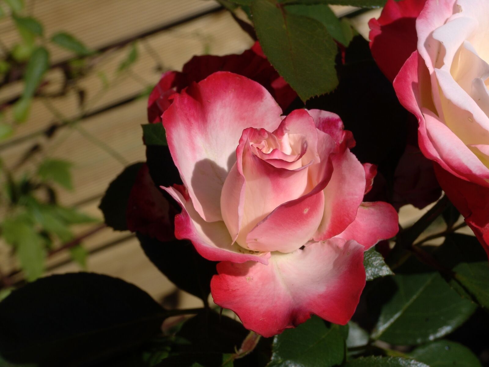 Sony DSC-F828 sample photo. Rose, nature, garden photography