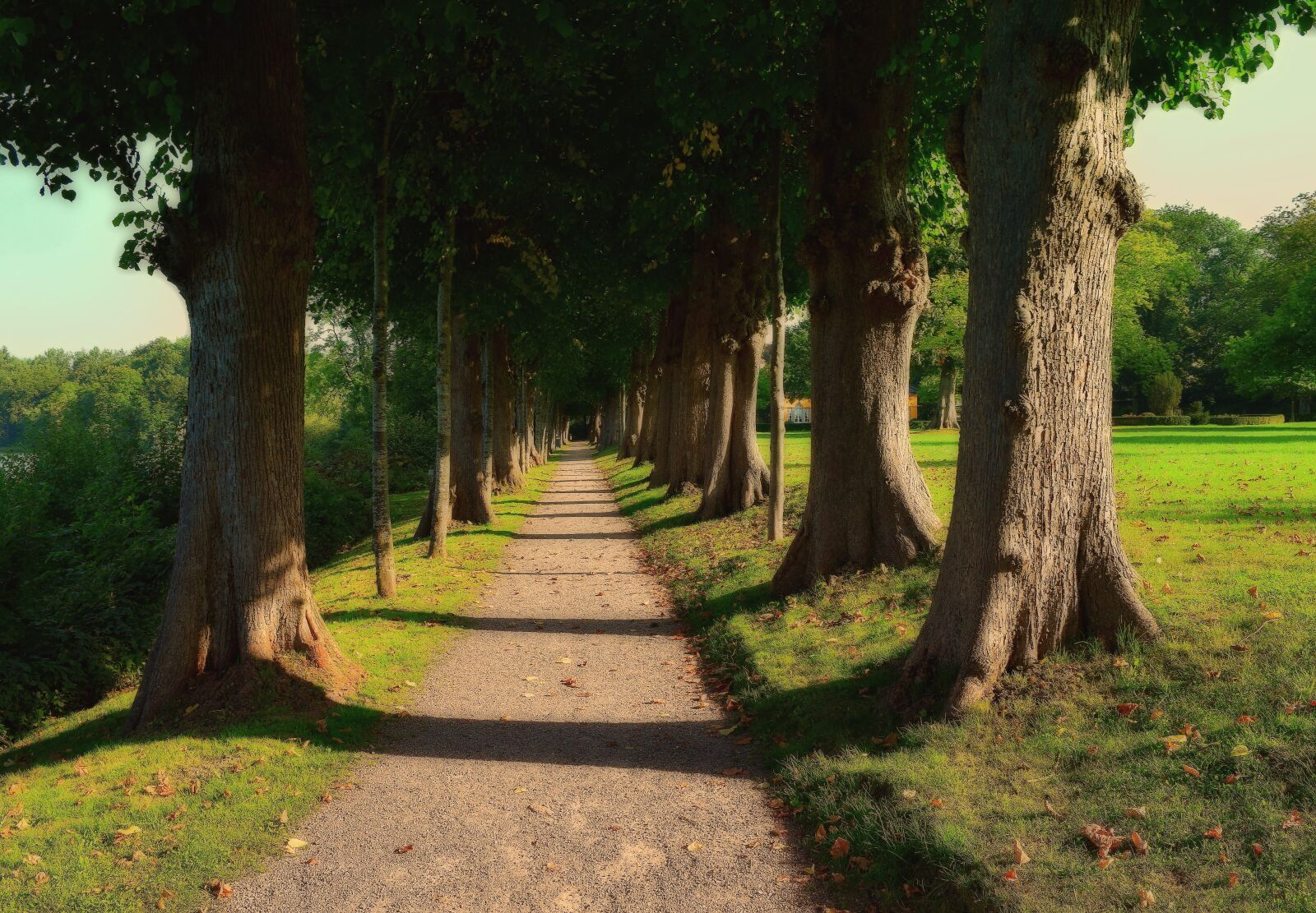 Nikon D5300 sample photo. Avenue, nature, away photography