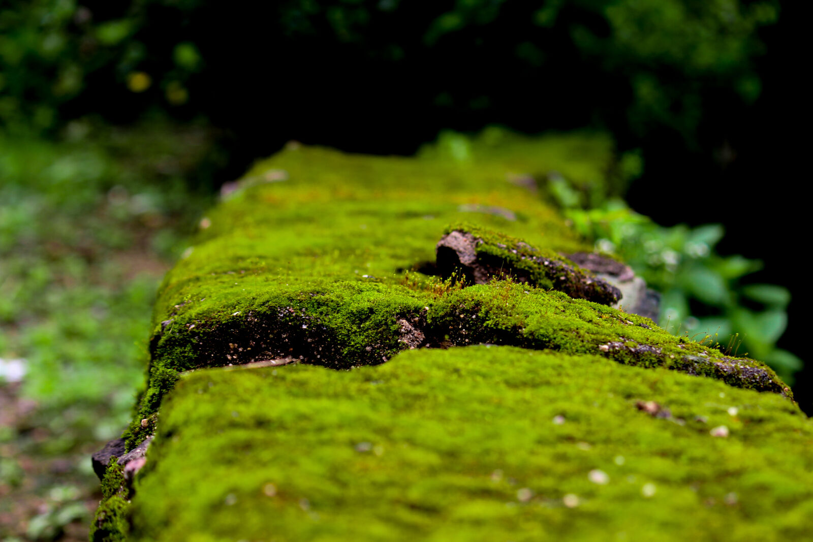 Canon EOS 700D (EOS Rebel T5i / EOS Kiss X7i) sample photo. Green, stone, wallpaper photography