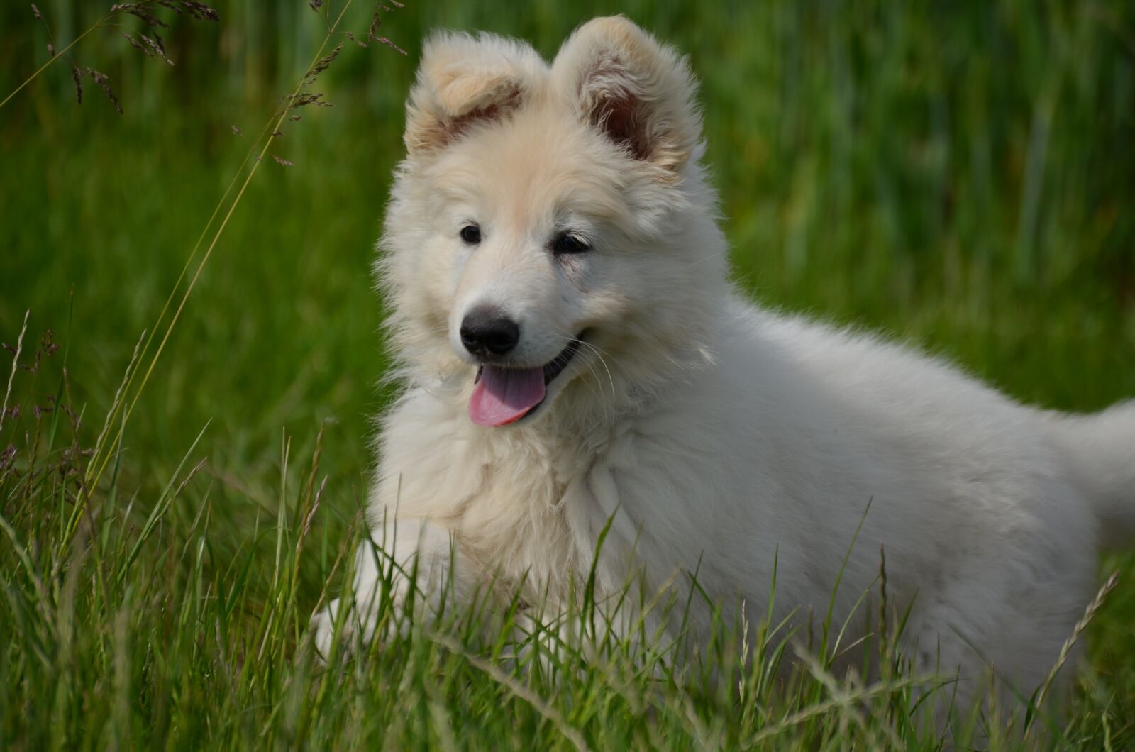 Nikon D5100 sample photo. Pets, animal, puppy photography