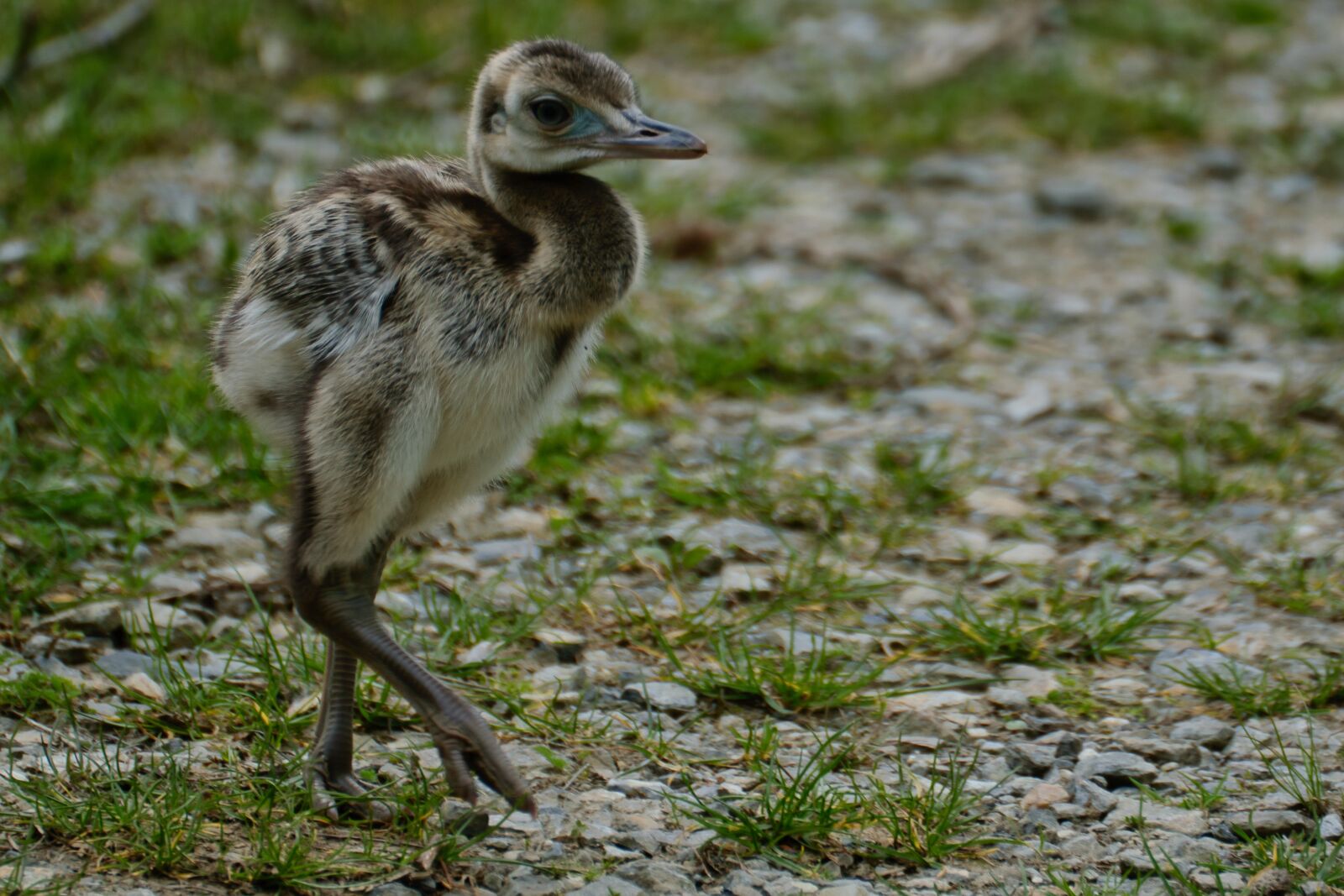 Nikon D5300 sample photo. Rhea bird, flightless bird photography