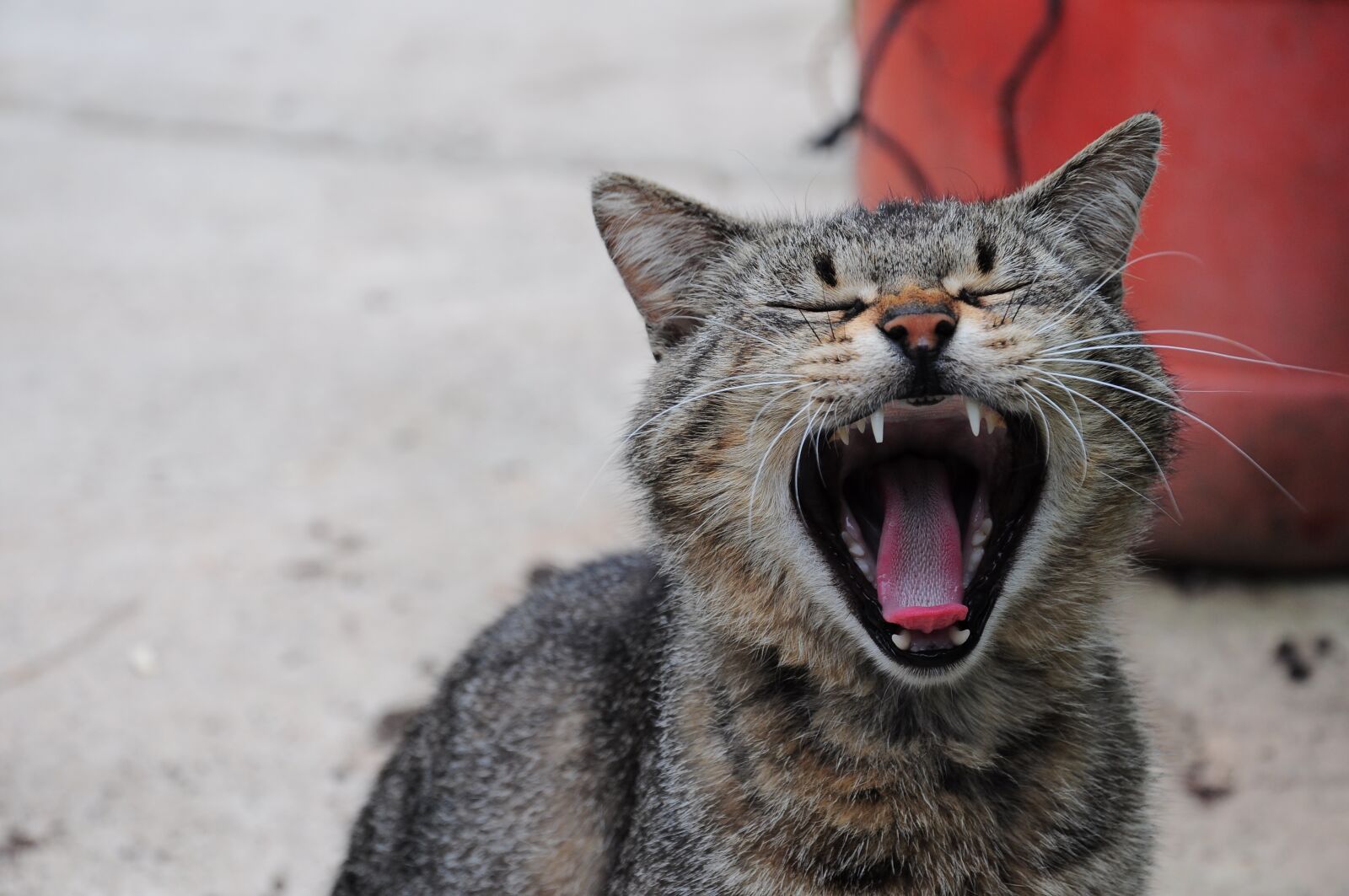 Nikon D90 sample photo. Cat, cat pictures, kitty photography