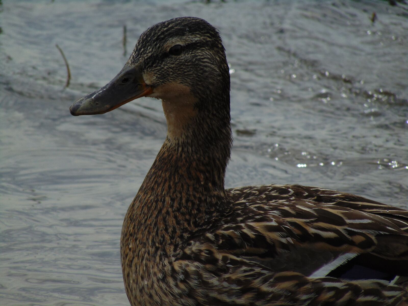 Sony Cyber-shot DSC-H300 sample photo. Mallard, duck, bird photography