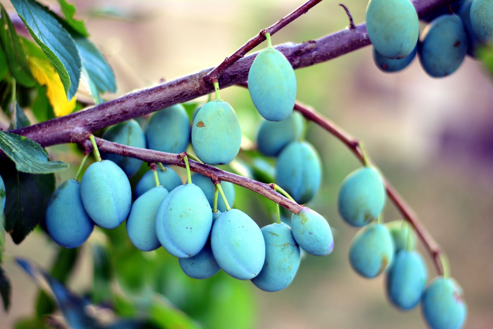 Nikon D5200 sample photo. Plums, plum tree, fruit photography