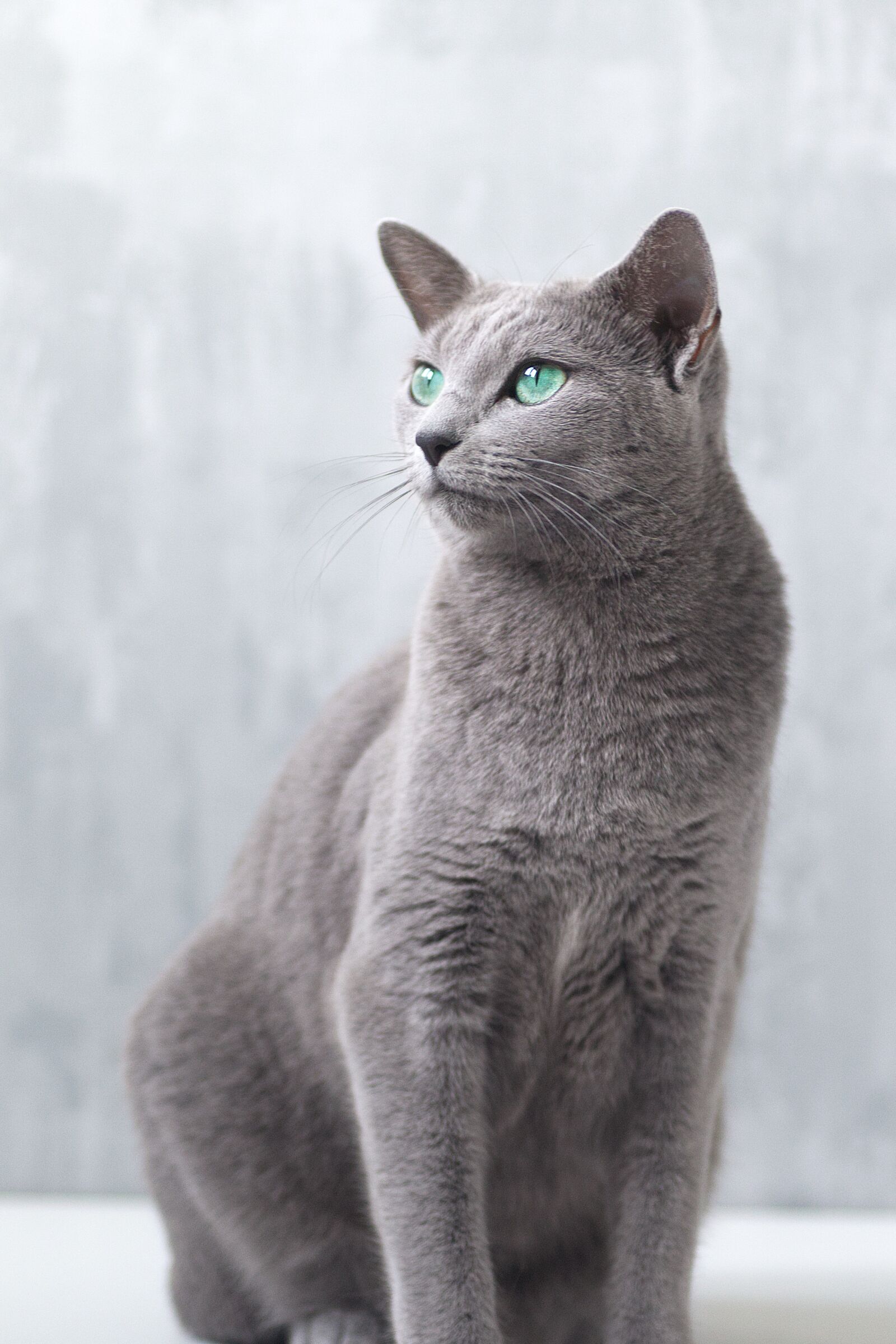 Canon EOS M50 (EOS Kiss M) sample photo. Russian blue, cat, kitten photography