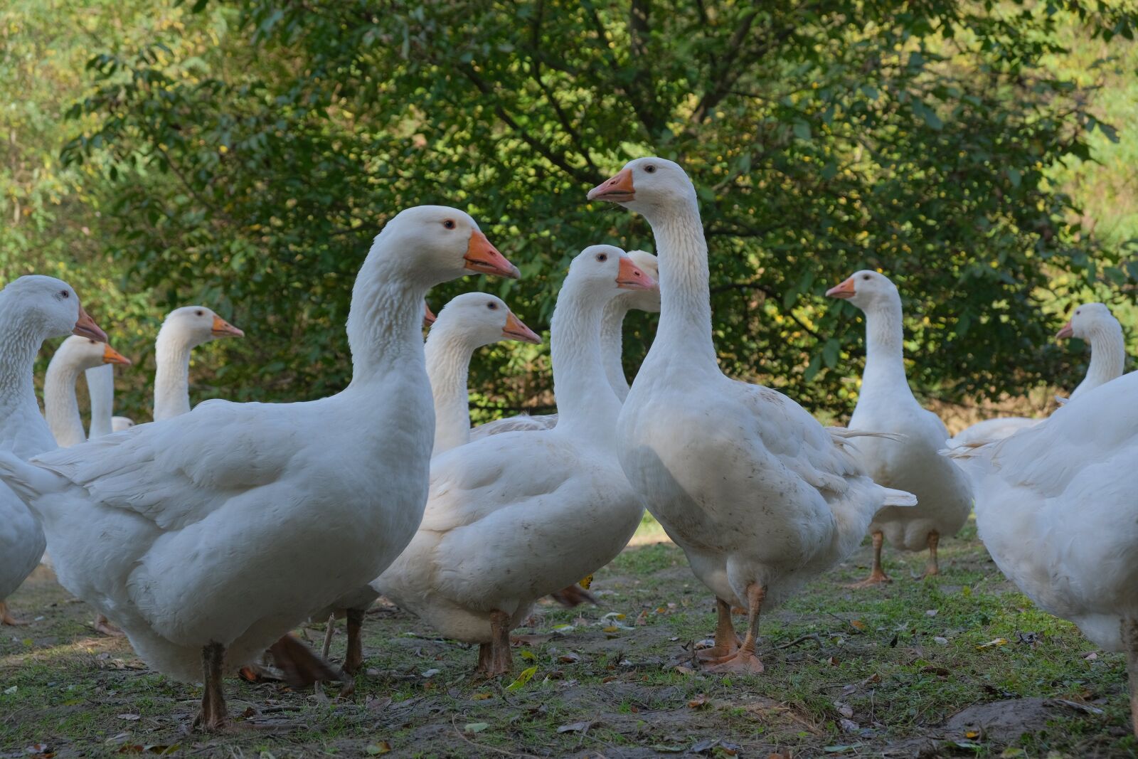 Fujifilm X-T3 sample photo. Geese, poultry, bill photography