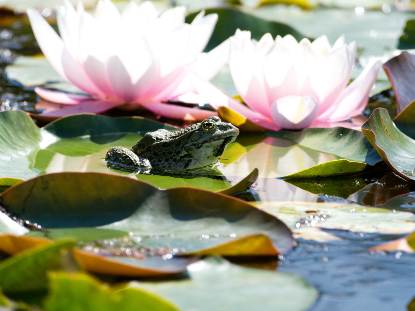 Panasonic Lumix DMC-FZ1000 sample photo. Frog, pond, water photography