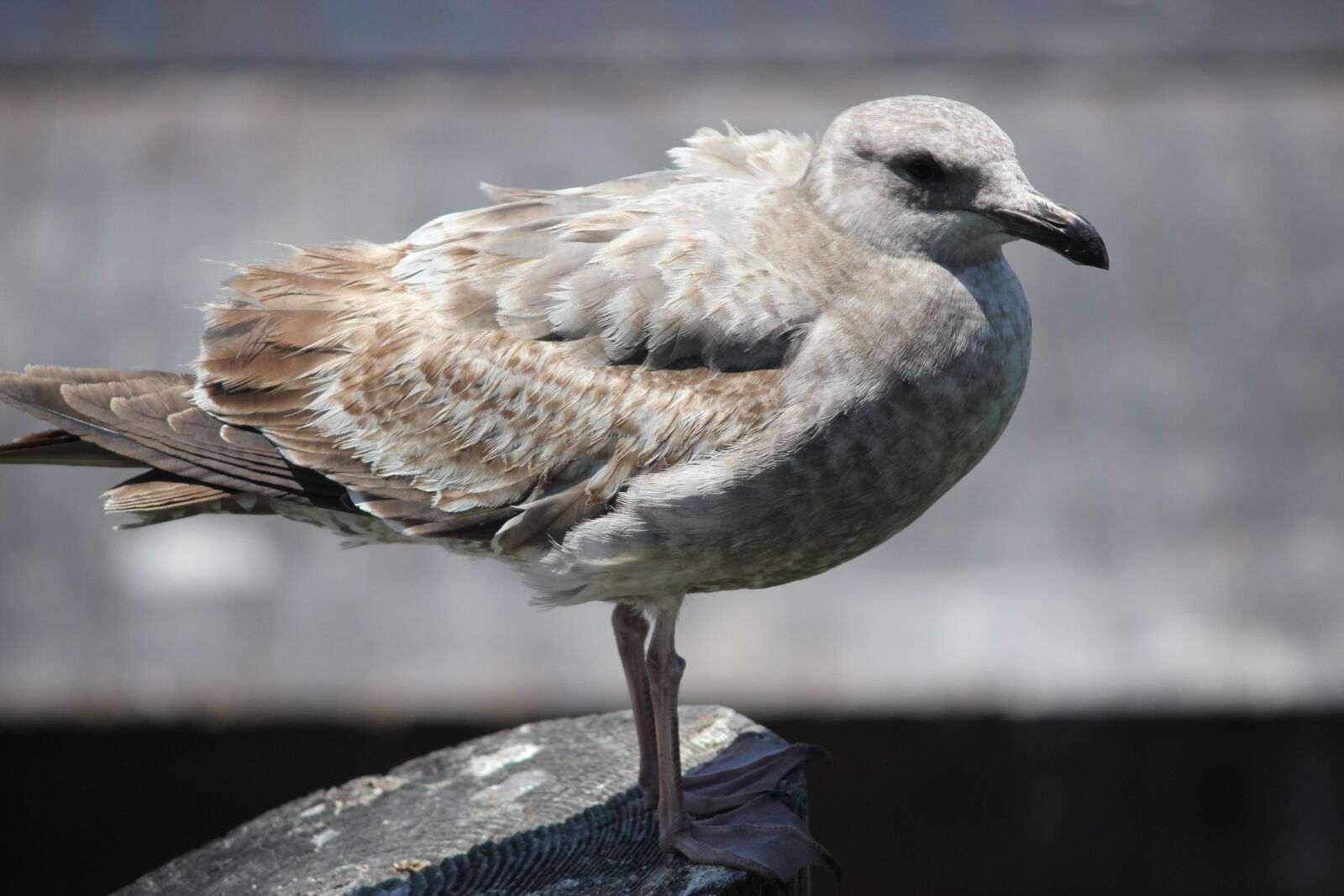 Canon EOS 550D (EOS Rebel T2i / EOS Kiss X4) sample photo. Seagull, marina, bird photography