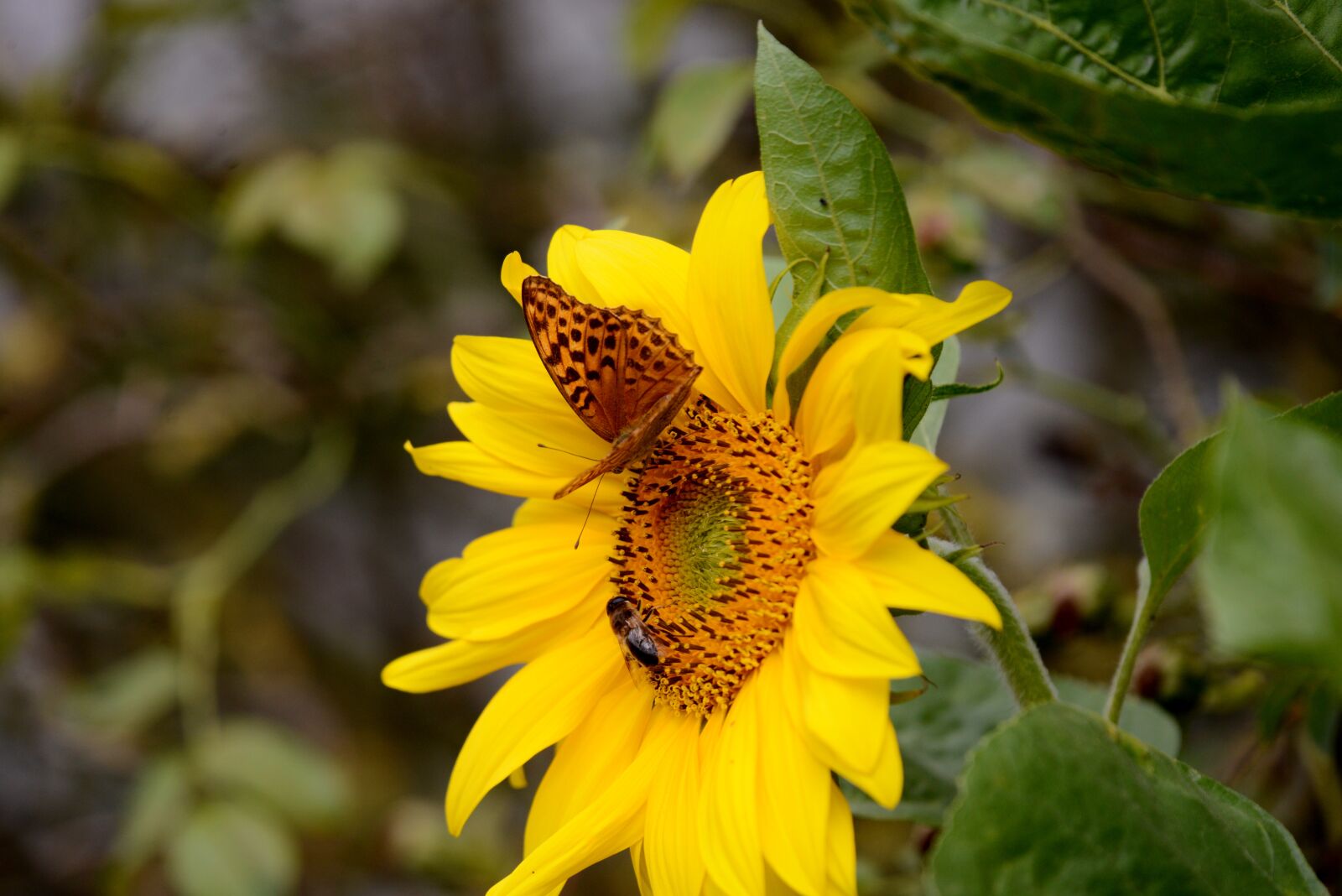 Nikon D600 sample photo. Butterfly, silver-washed fritillary butterfly photography
