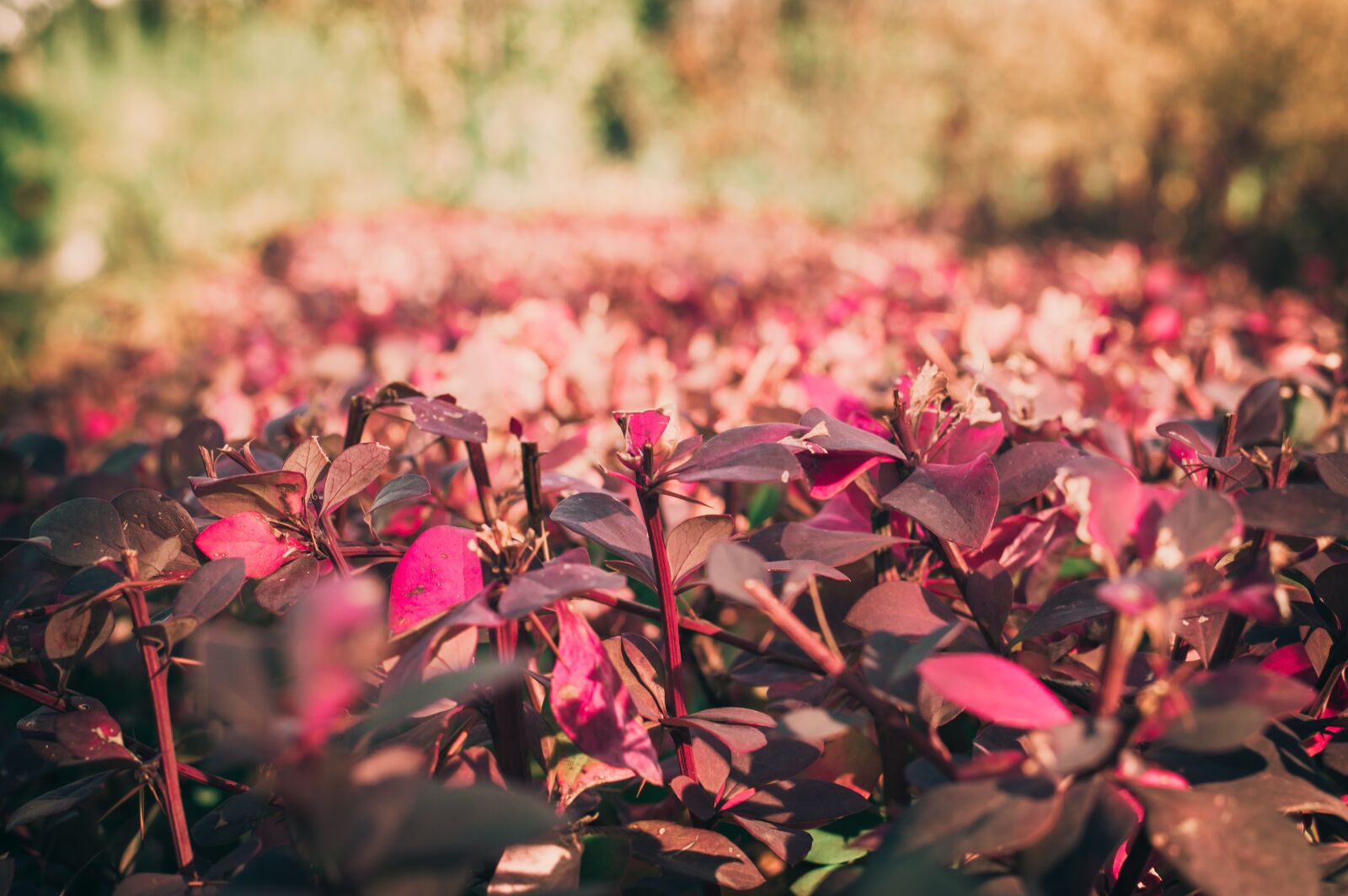 Nikon D3200 sample photo. Flowers, plants, spring photography