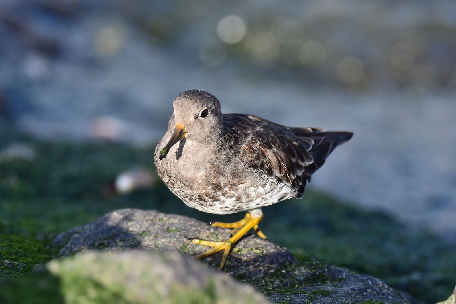 Nikon D500 sample photo. Ocean beach runner, wader photography