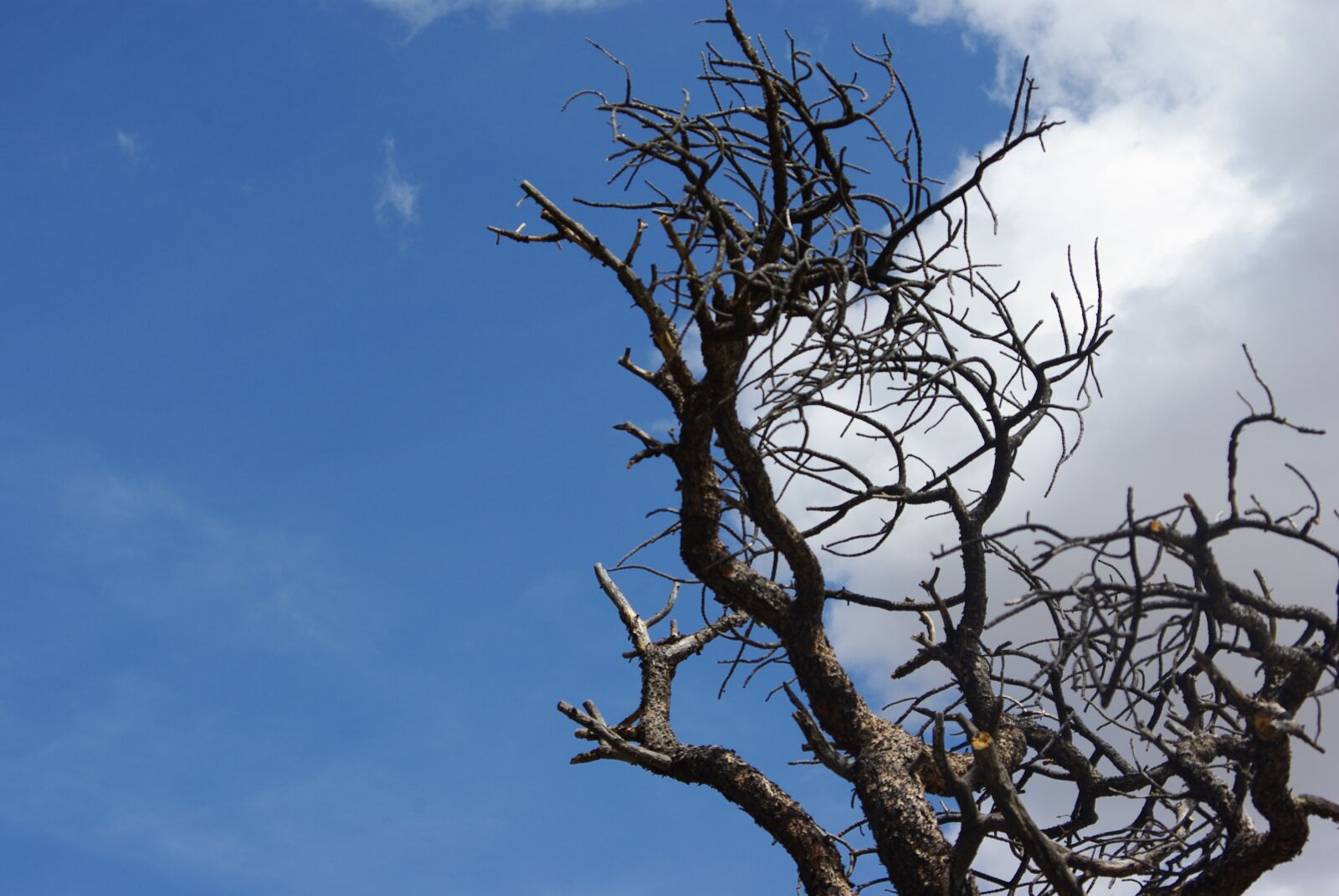 Pentax K200D sample photo. Tree, branches, limbs photography