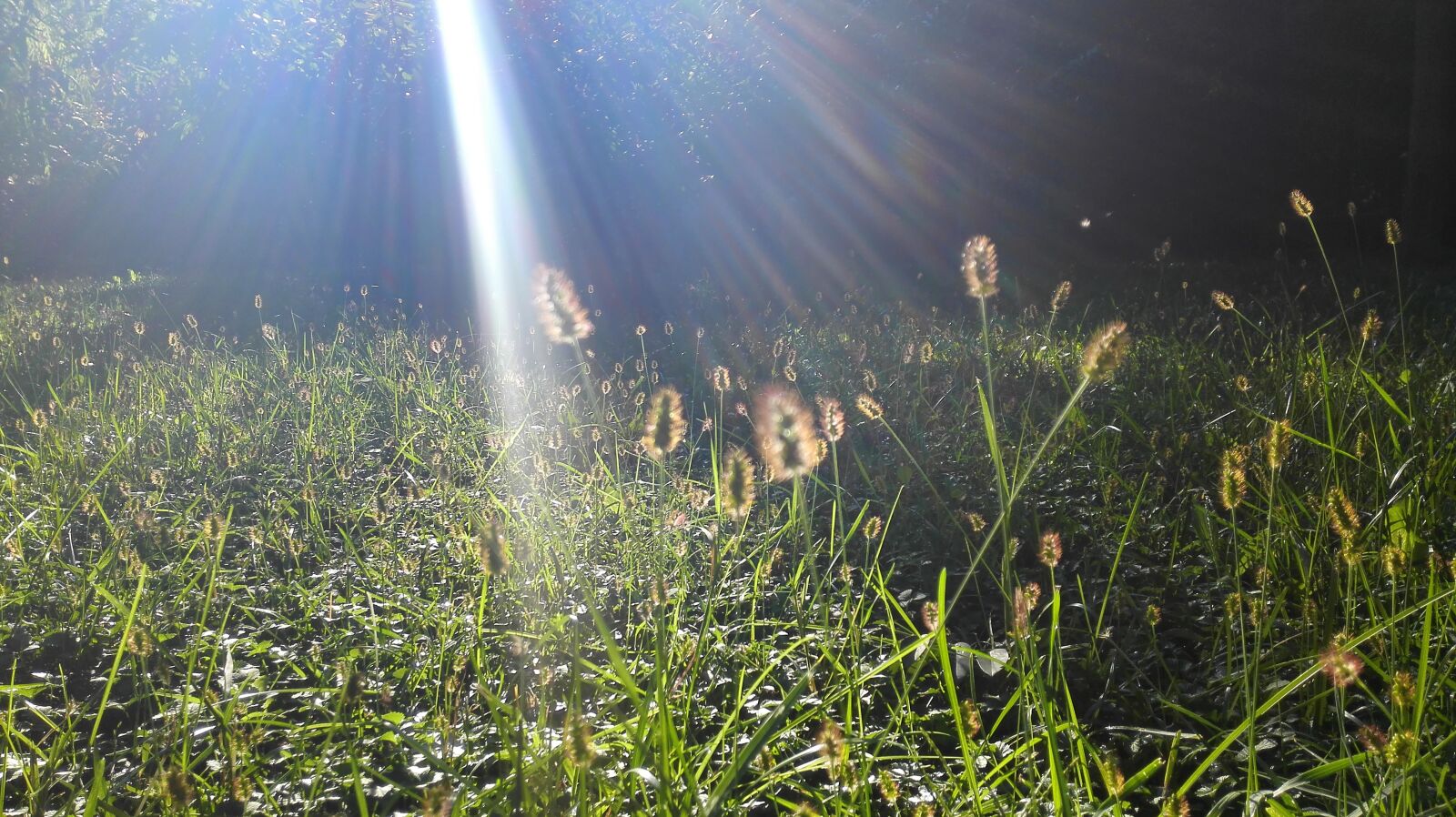 HUAWEI Mate 7 sample photo. The dog's tail grass photography