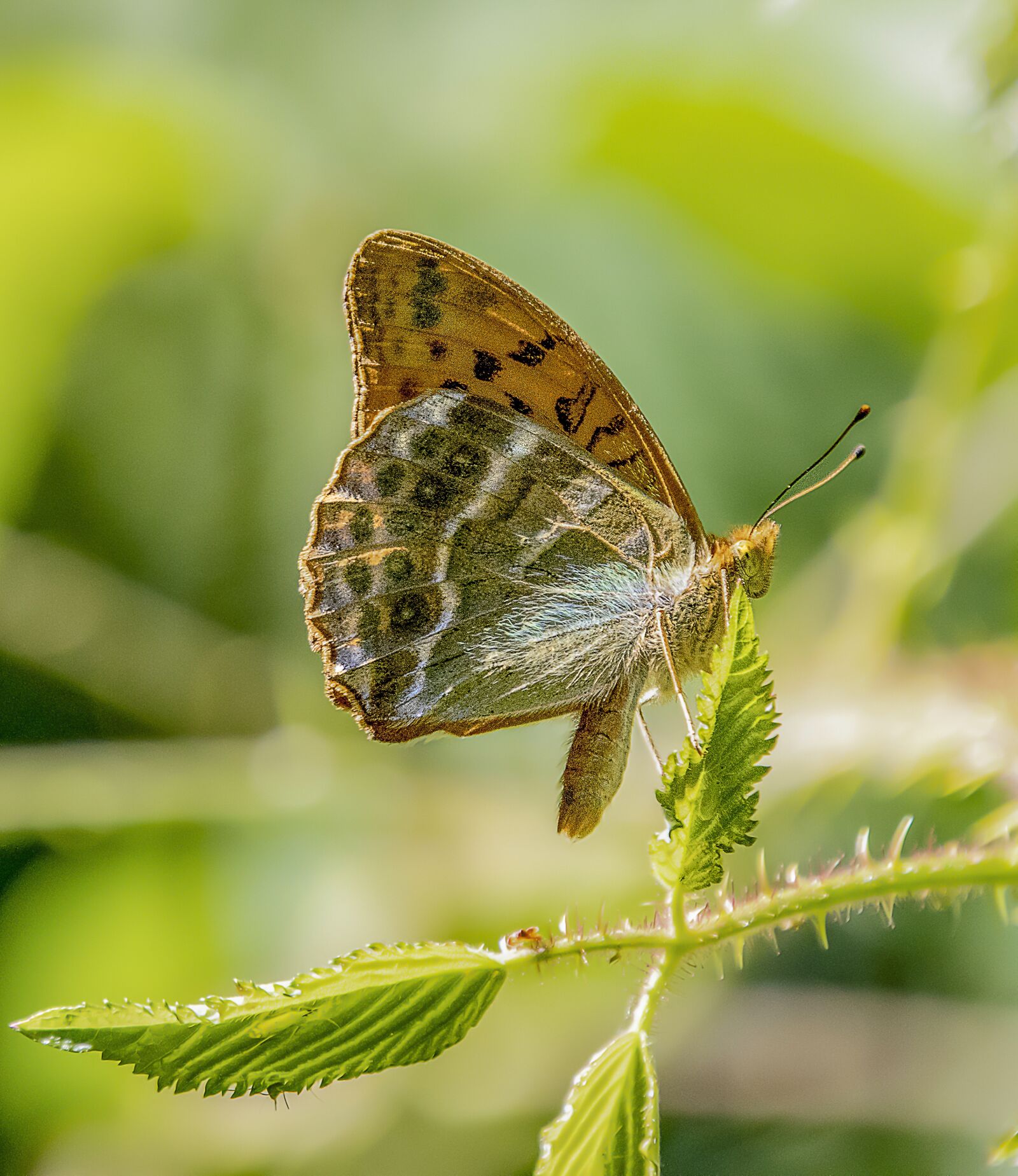 Sigma 100-400mm F5-6.3 DG OS HSM sample photo. Butterfly, dark-green-fritillary, wings photography
