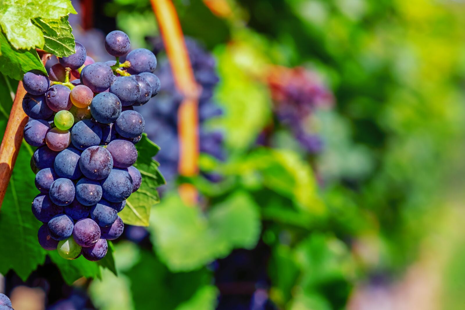 Fujifilm XF 55-200mm F3.5-4.8 R LM OIS sample photo. Grapes, fruit, blue photography